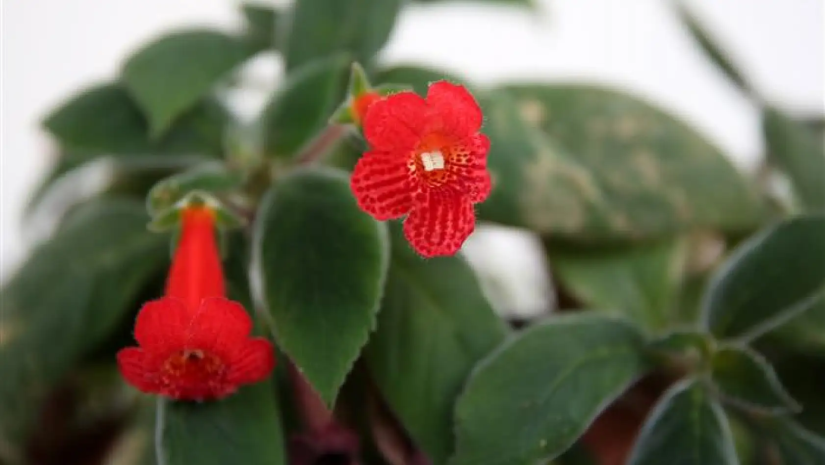 İmamın çiçek sevgisi camiyi bahçeye çevirdi