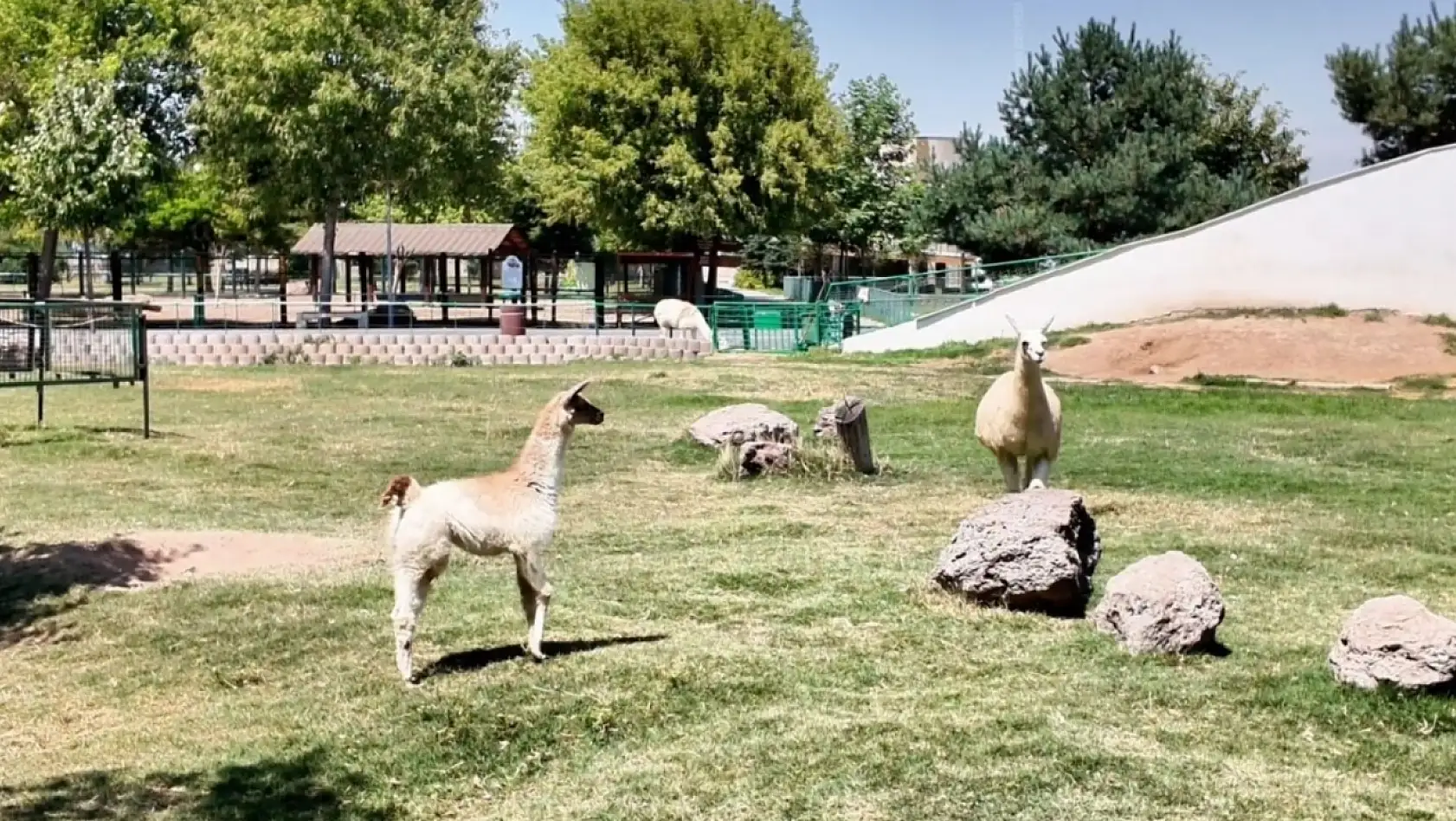 Kayseri'de Hayvanat Bahçesi'ne 59 yeni üye katıldı