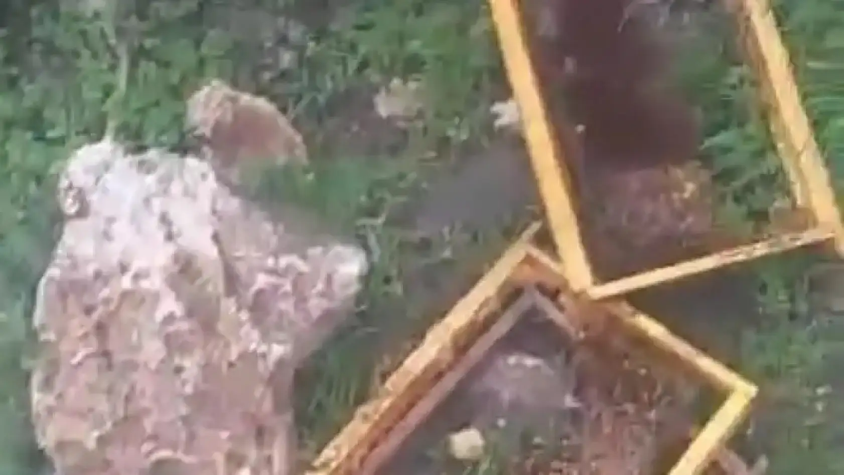 Ayı saldırısı, Bitpazarı, İstihdam, Sergej Jakirovic, CHP, Şehir Hastanesi - İşte Kayseri'de yaşananlar (5 Mayıs)