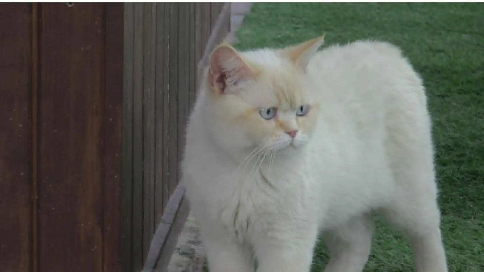 Kayseri'de kışın soğuğuna karşı onlar için kasaba yapıldı