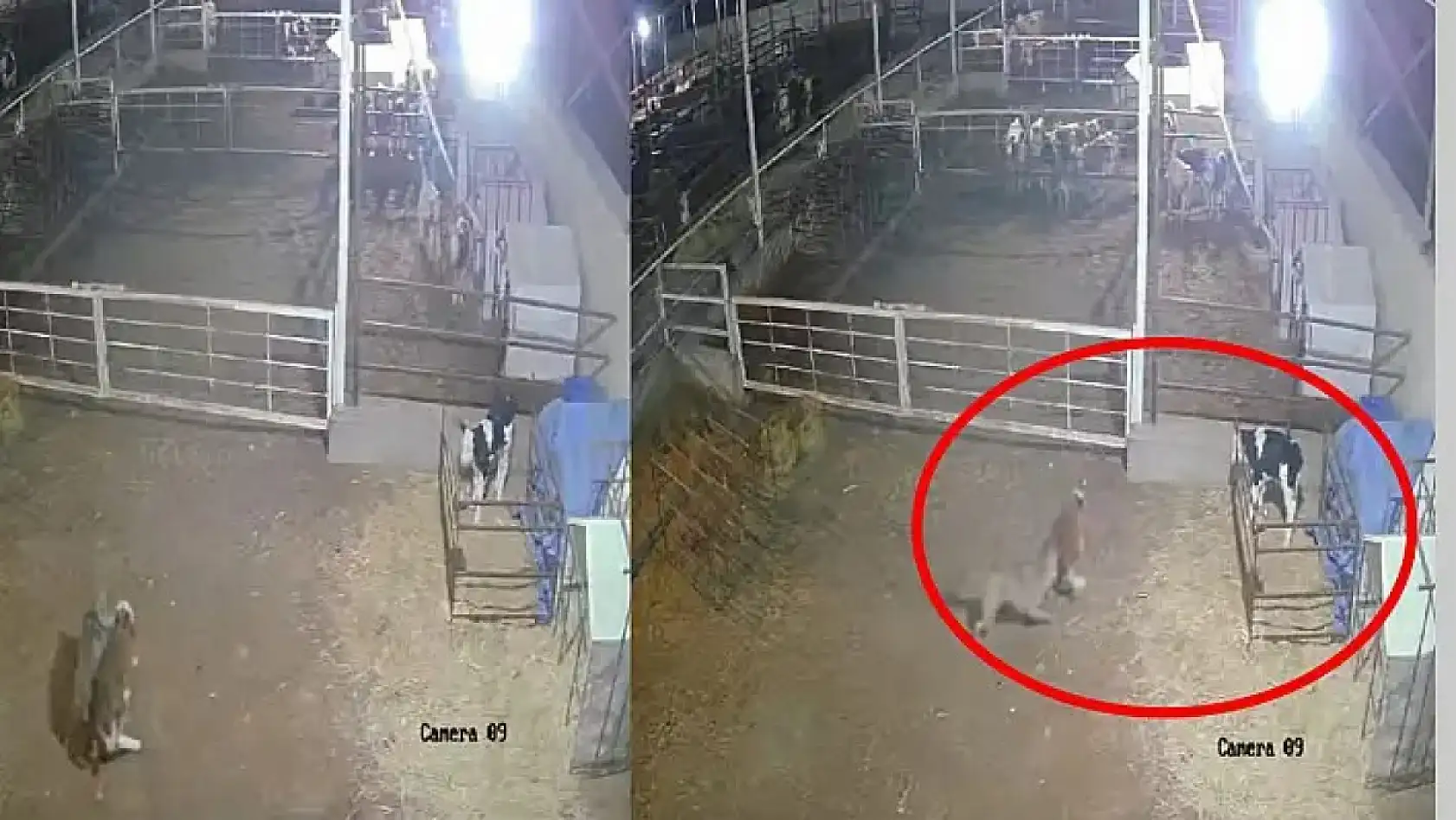 Kayseri'den kısa kısa haberler - Telef olan hayvanlar, PTT protesto, TOKİ, Kayserispor....