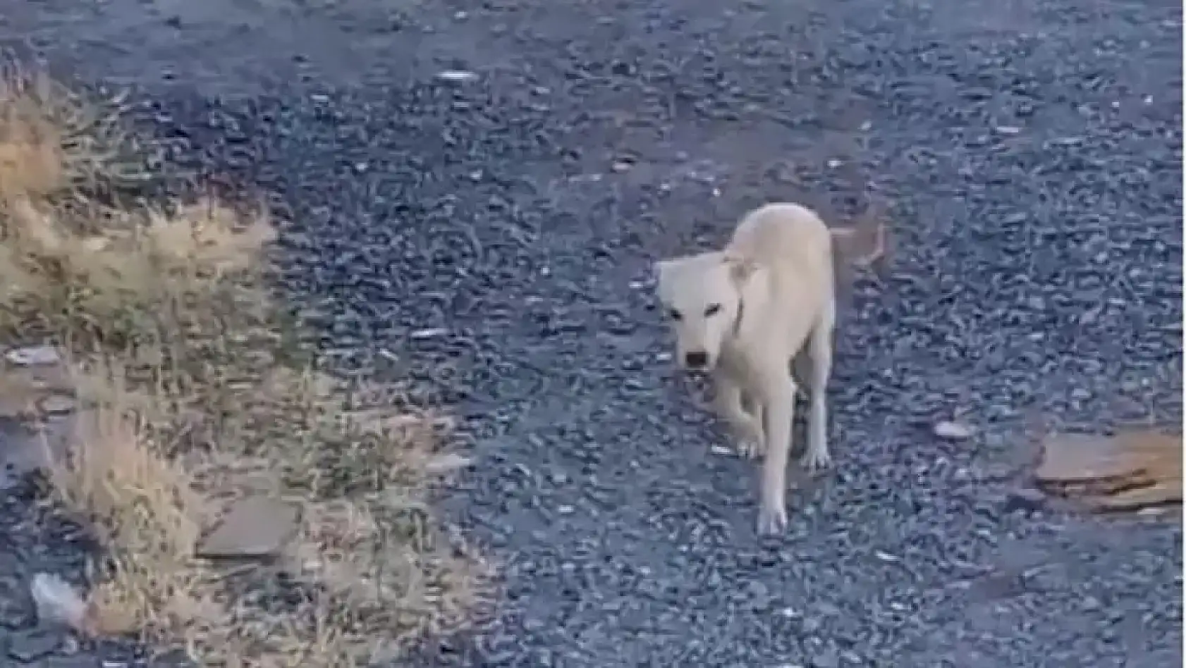 Kayseri'den kısa kısa: Yangın, Yasa dışı bahis, Seçim, Katlı Kavşak, Taklitçi köpek, Kayserispor...