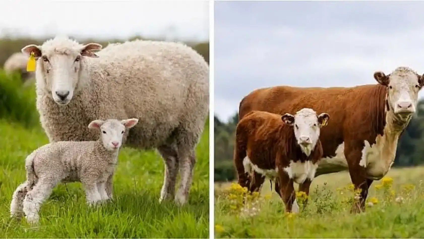 Kayseri'den kısa kısa 12 Nisan - Asayiş, göçük, Esra Erol, Kayserispor...