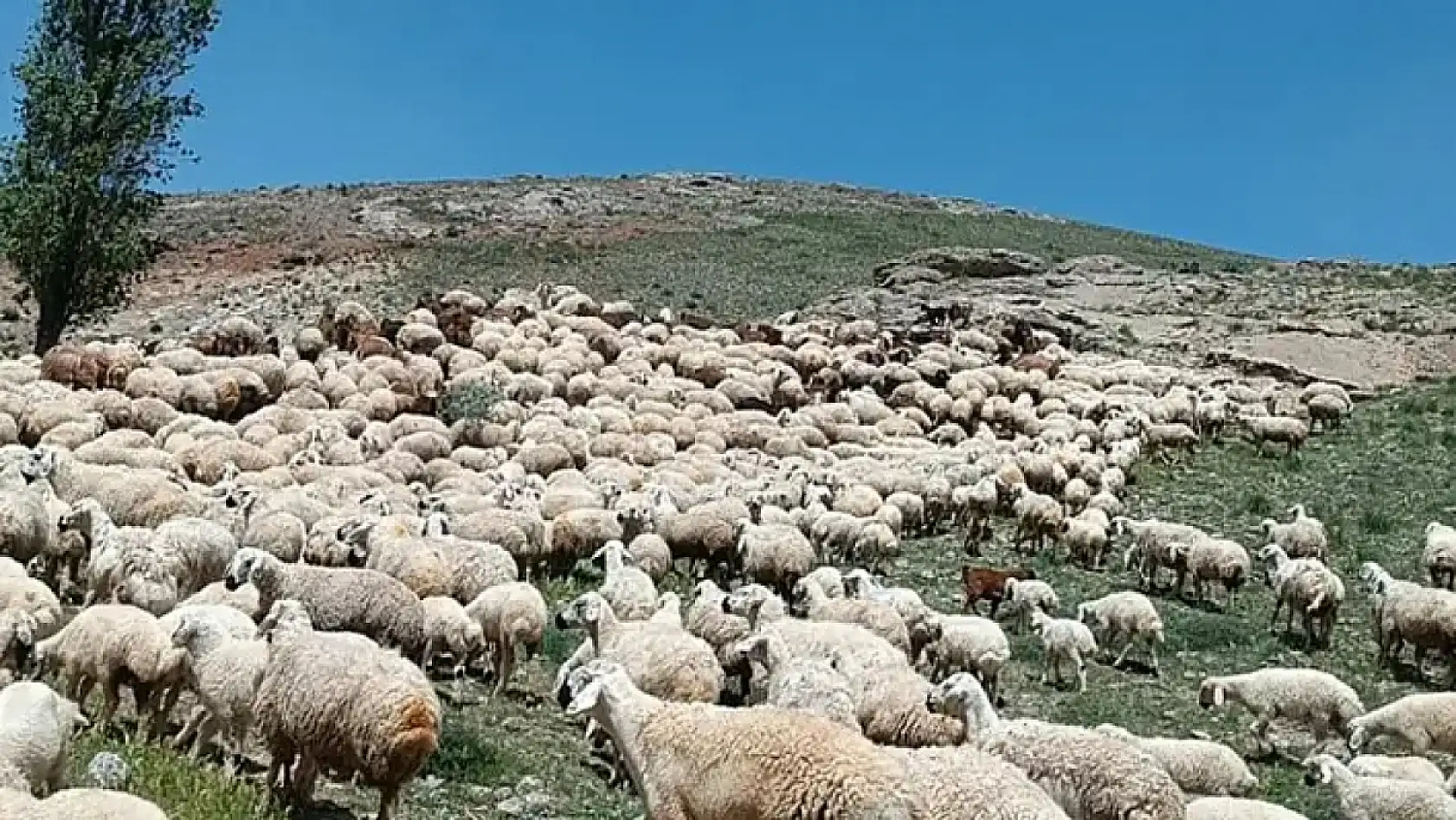 Kayseri kısa kısa - Çobanlara saldırı, Patlayıcı projesi, Hacı Esat Keskinkılıç, Erciyes, Kayserispor...