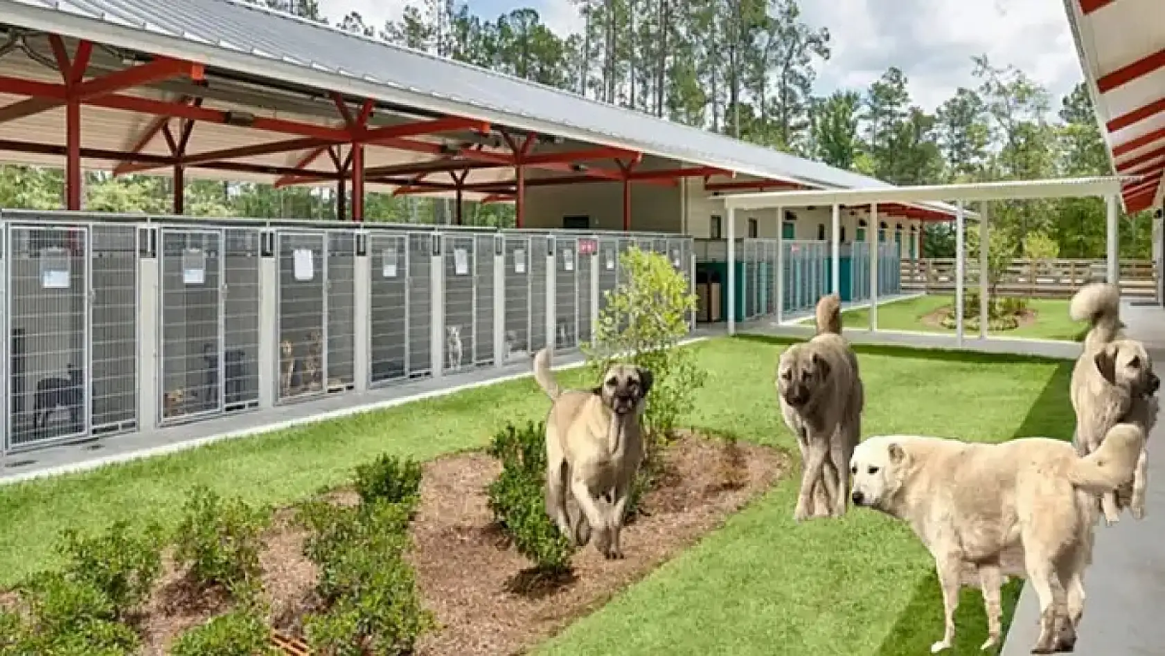 Kayseri'den kısa kısa (11 Nisan) - Uyuşturucu, Afiş krizi, başıboş köpekler, Zam, Kayserispor...