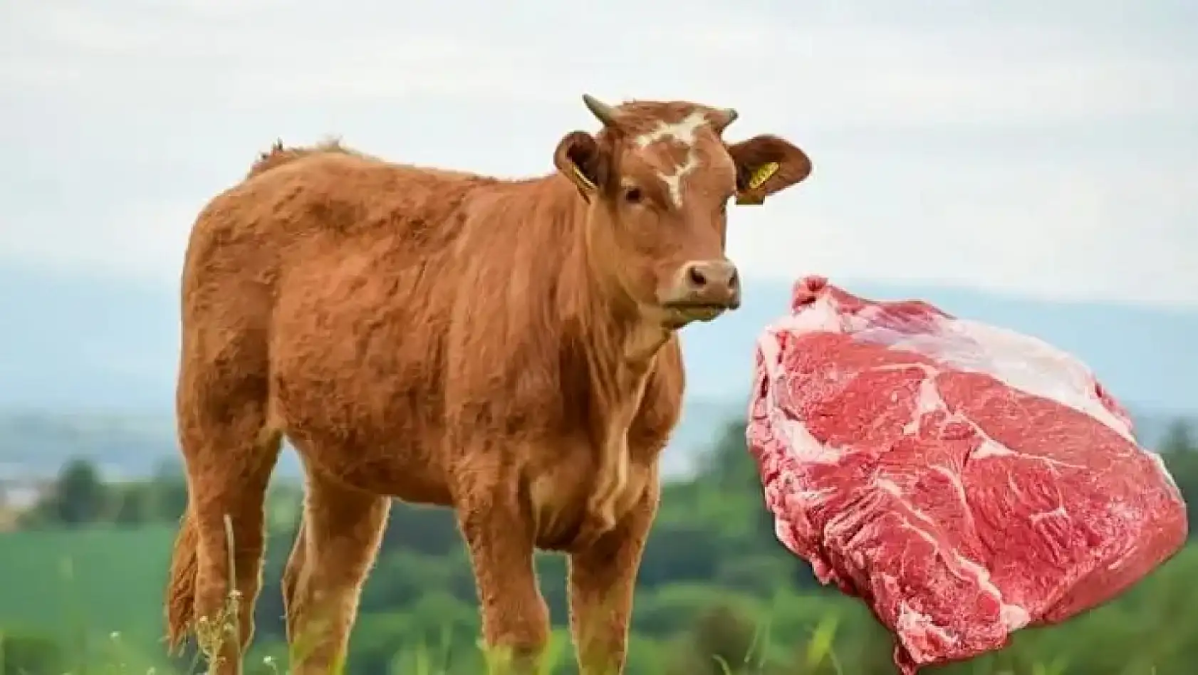 Kayseri'den kısa kısa (4 Nisan) - Kızılırmak Nehri, Kredi Miktarı, Kırmızı Et, Düğün, Kayserispor...