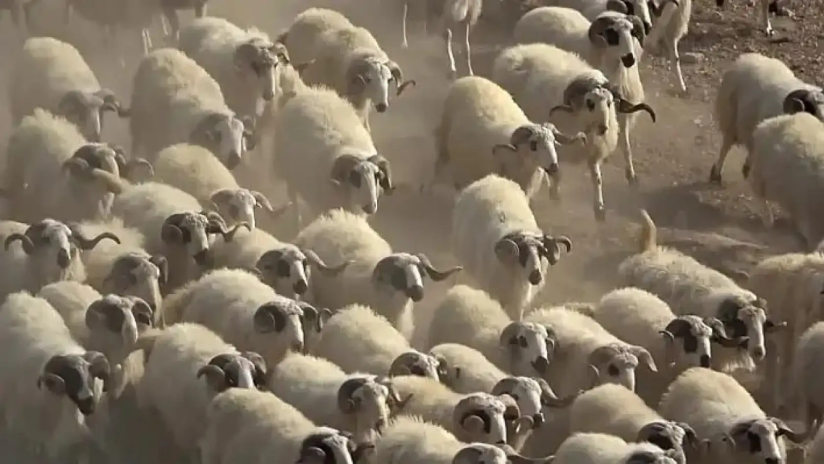 Kayseri'den kısa kısa: Asayiş, cezalar, AK Parti yönetim, diş hekimleri, çocuk ürünleri, Kayserispor...