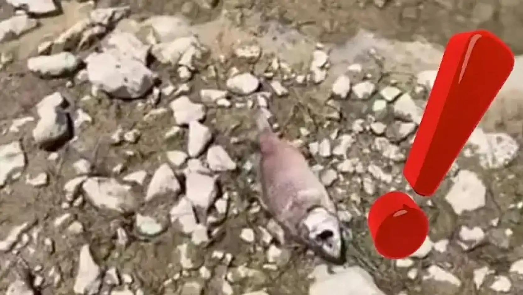 Kayseri'den kısa kısa: Trafik kazası, Balık ölümleri, Destek ödemeleri, Kayserispor, Tüp fiyatları...