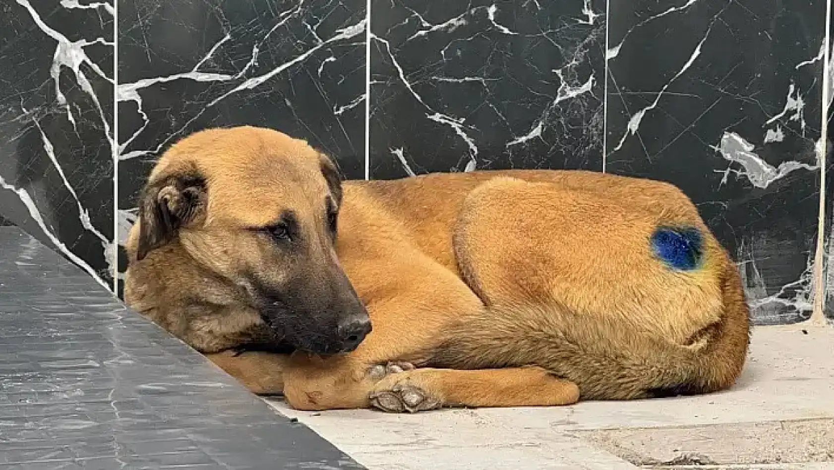 Kayseri'den kısa kısa haberler - Telef olan hayvanlar, PTT protesto, TOKİ, Kayserispor....