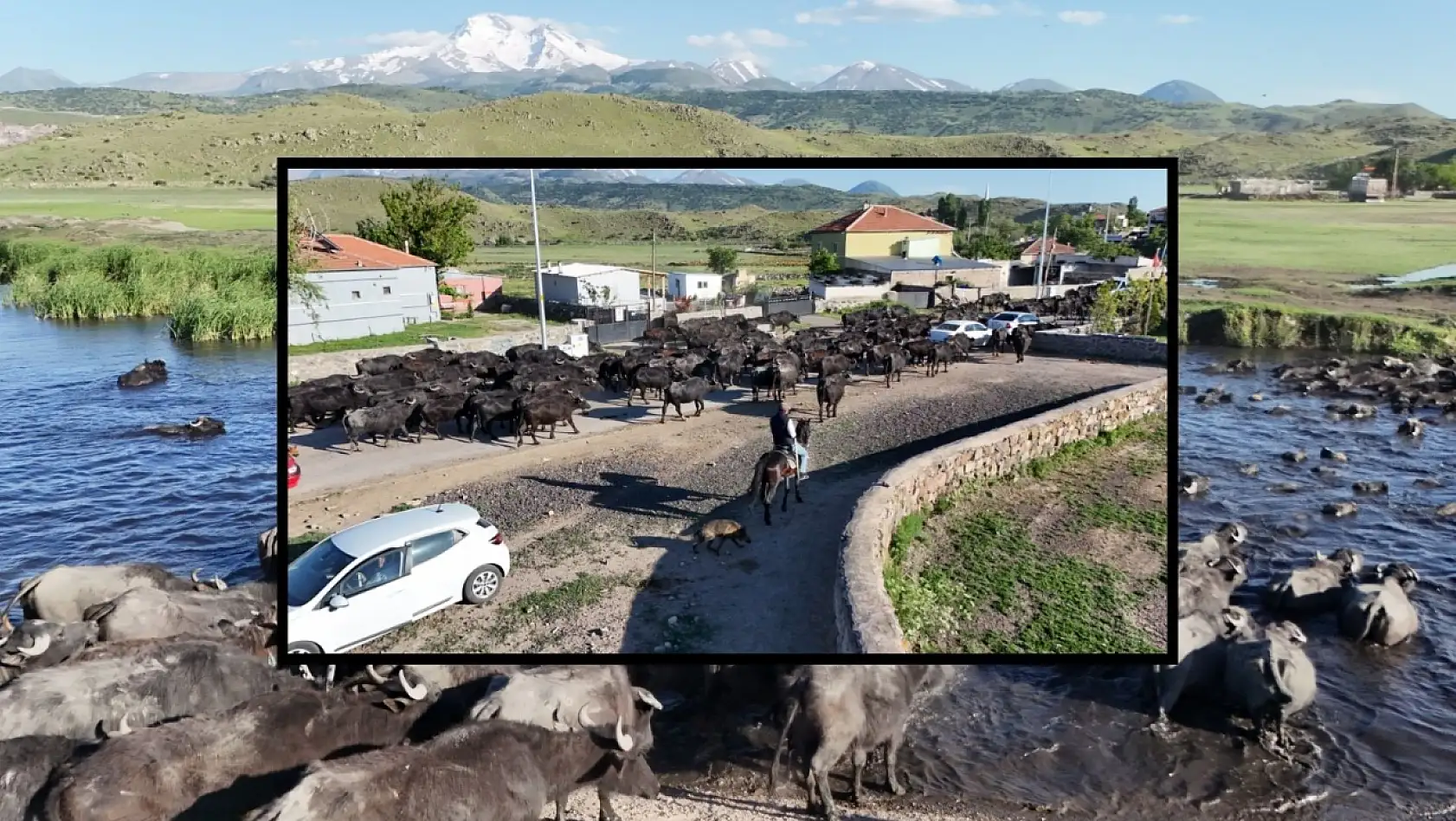 Erciyes'in eteklerinde Afrika safarisini aratmayan görüntüler!