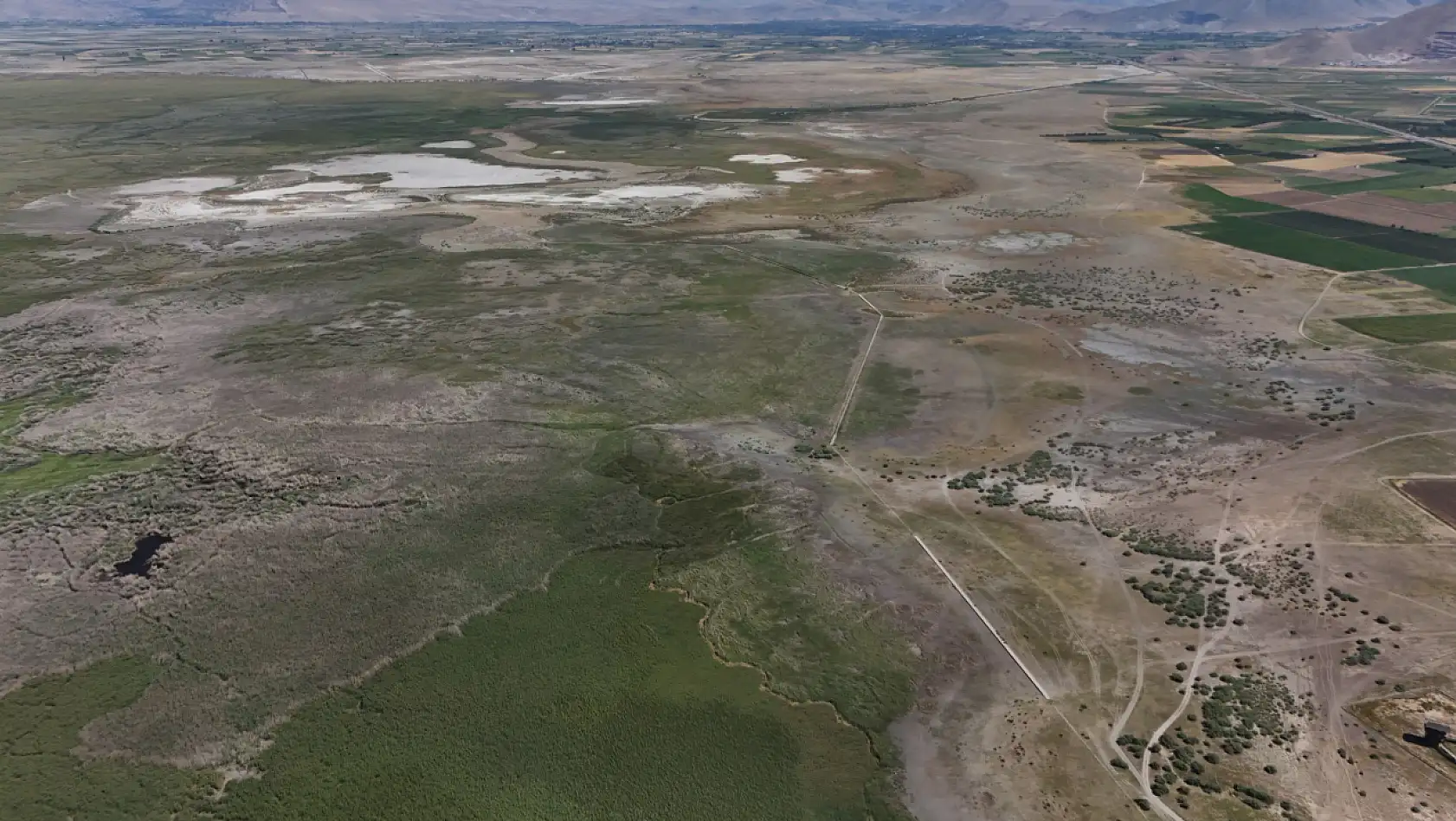 Sultan Sazlığı kuş değil tilki cenneti oldu