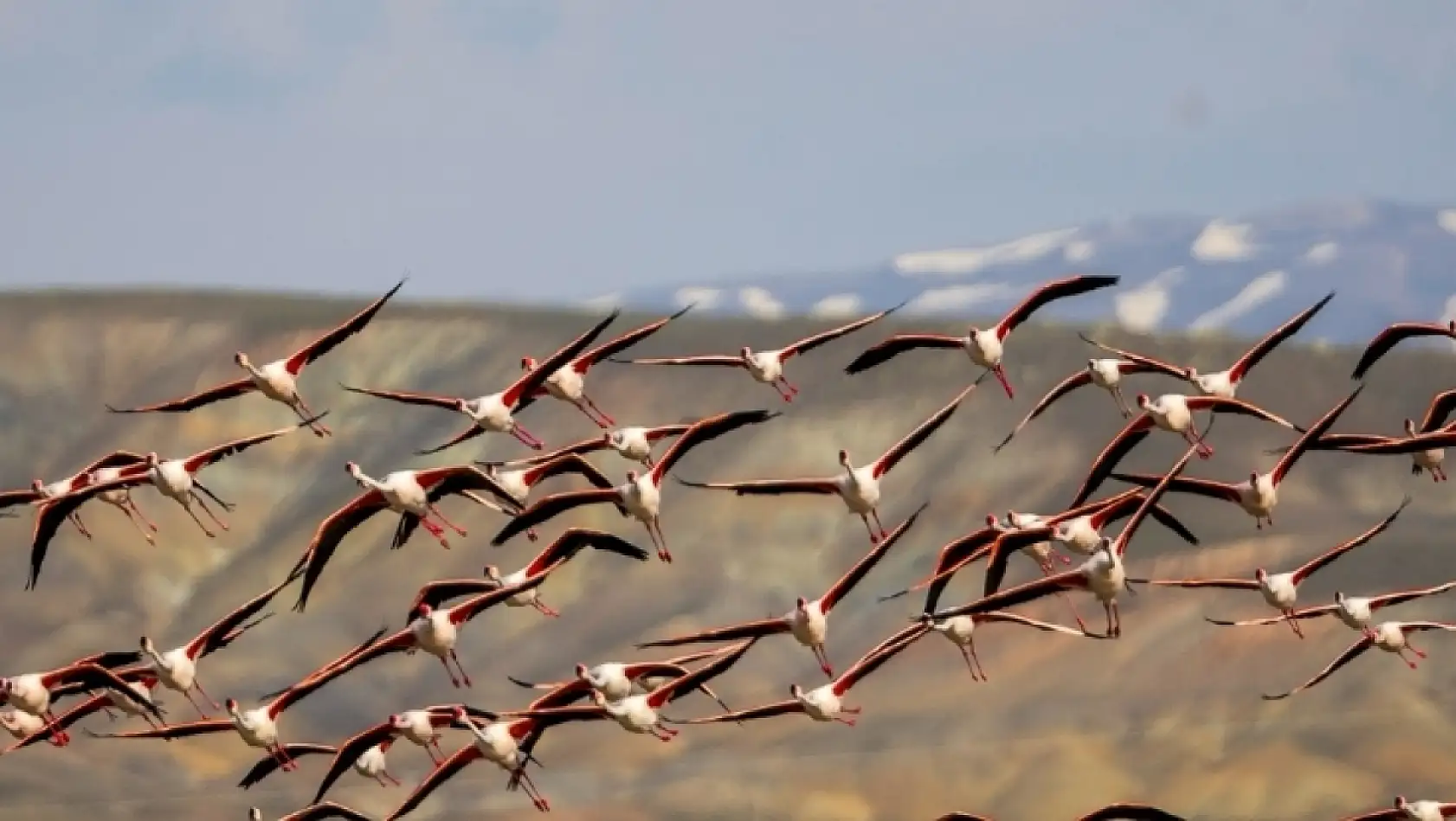 Kayseri'de yağışlar sonrası flamingo sürprizi