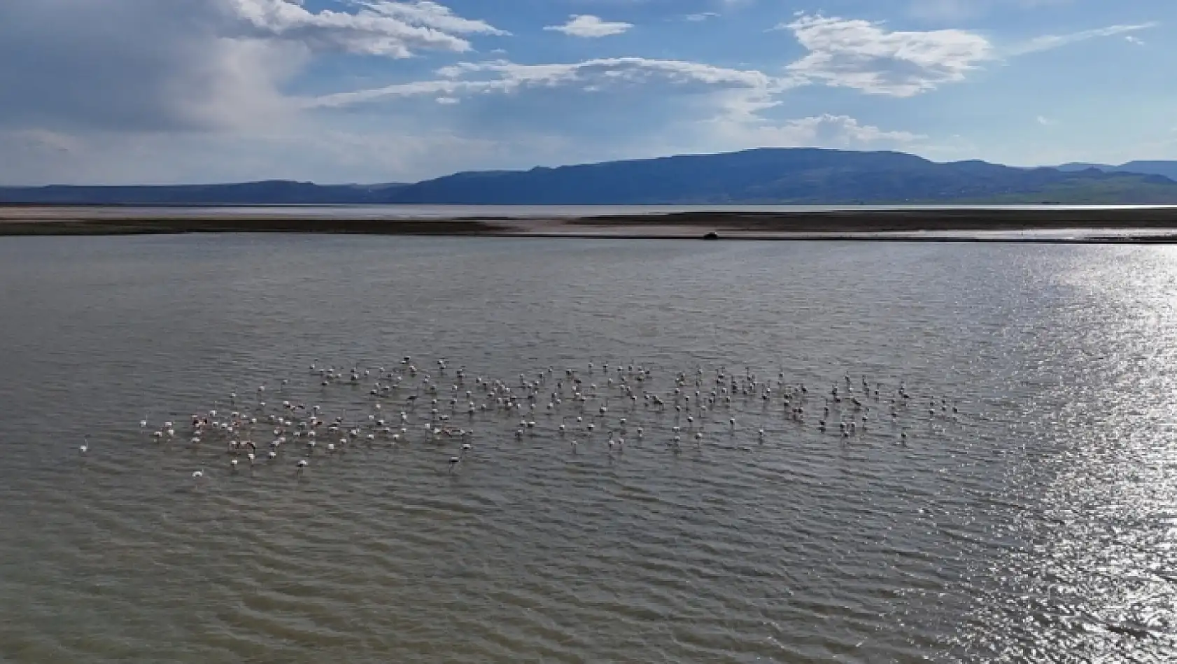 Kayseri'de yağışlar sonrası flamingo sürprizi