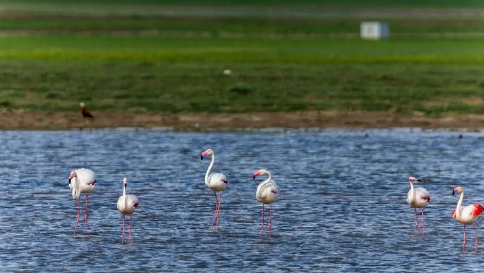 Kayseri'de yağışlar sonrası flamingo sürprizi