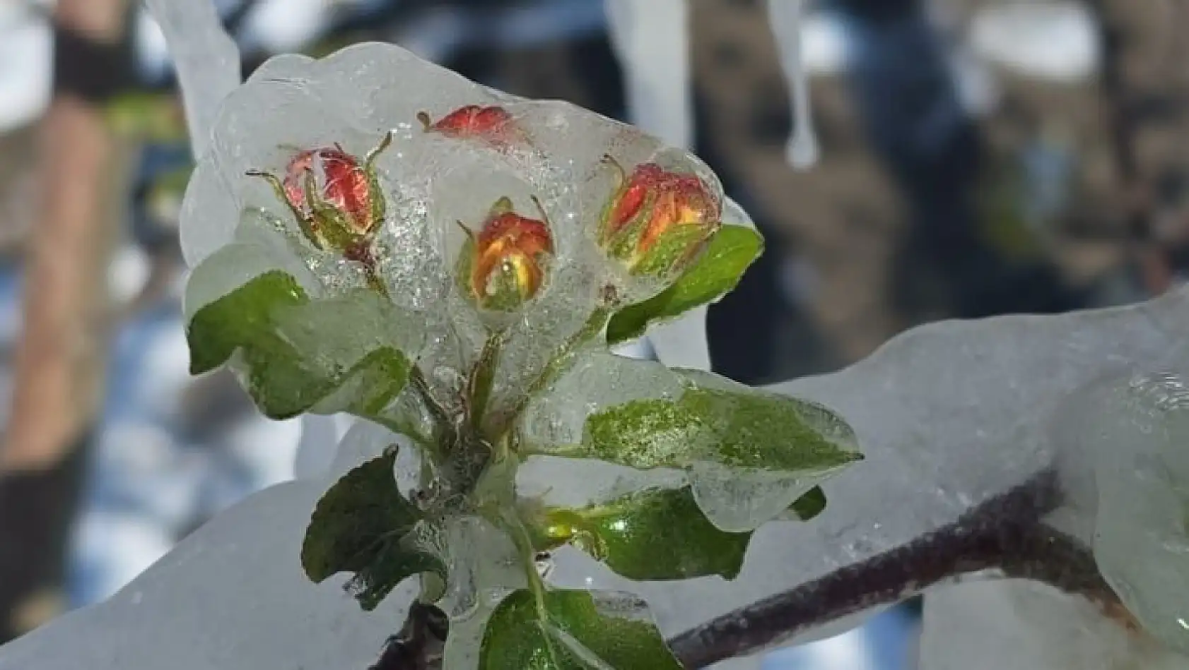 Soğuk bahar gecesi Kayseri'yi vurdu: Üreticiler endişeli!
