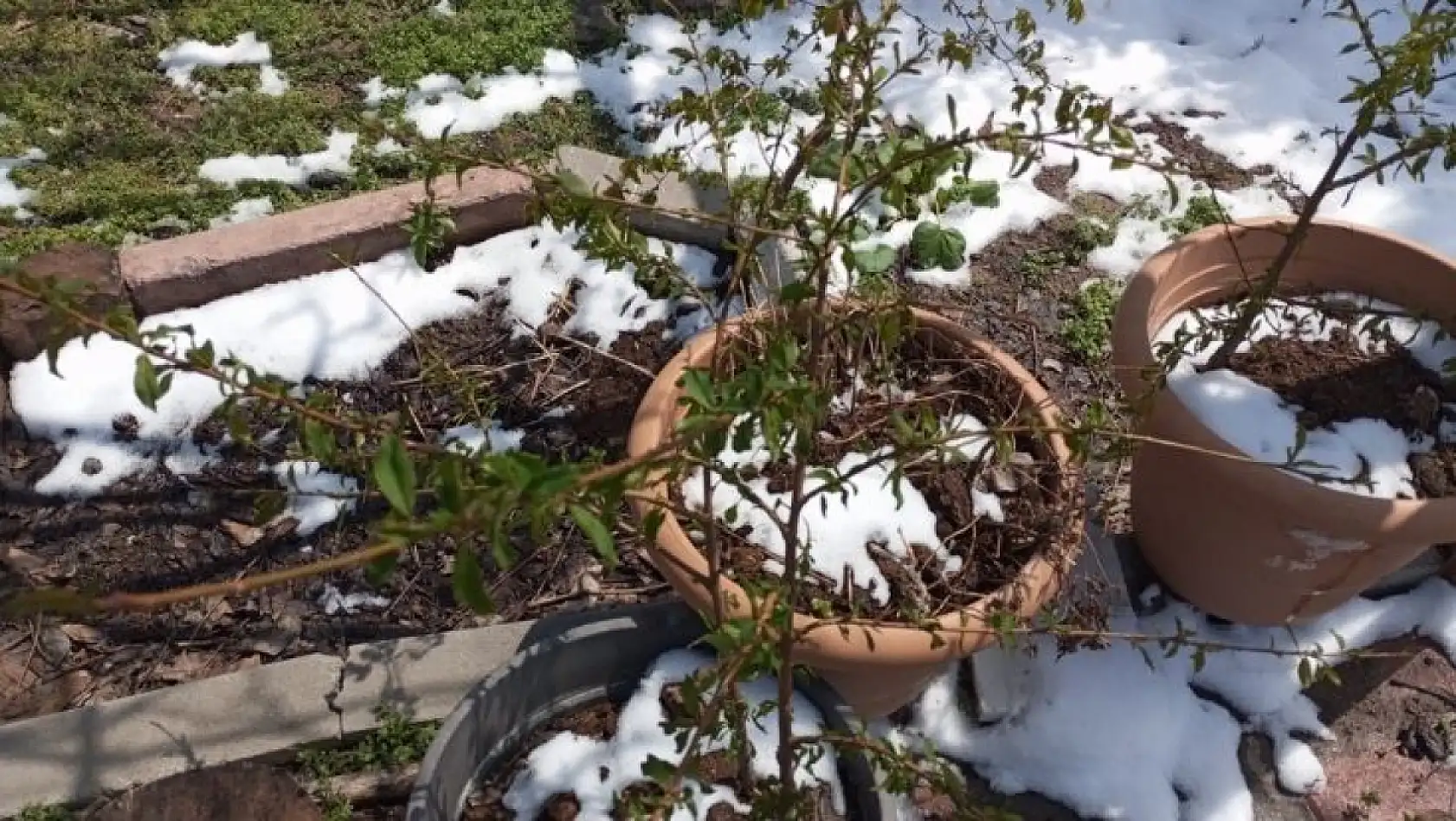 Soğuk bahar gecesi Kayseri'yi vurdu: Üreticiler endişeli!