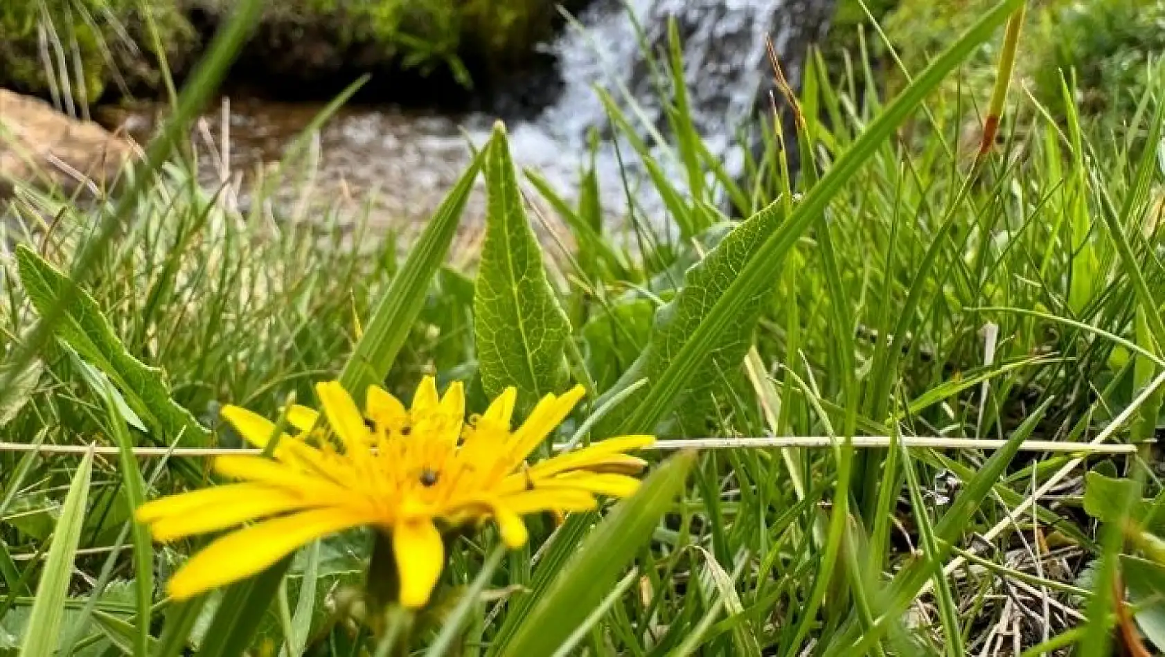 Erciyes'te kış bitti, kartpostallık bahar başladı: Beyazın yerini renkler aldı