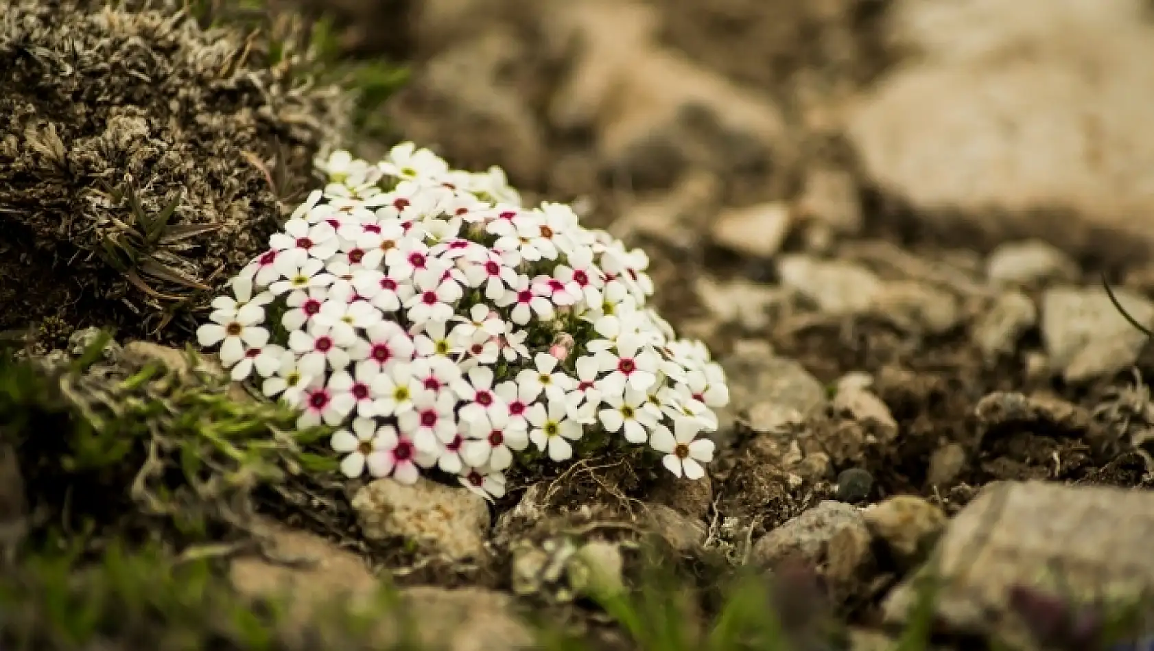 Erciyes'te kış bitti, kartpostallık bahar başladı: Beyazın yerini renkler aldı