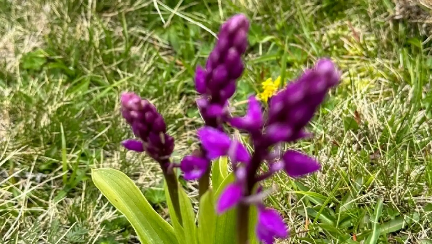 Erciyes'te kış bitti, kartpostallık bahar başladı: Beyazın yerini renkler aldı