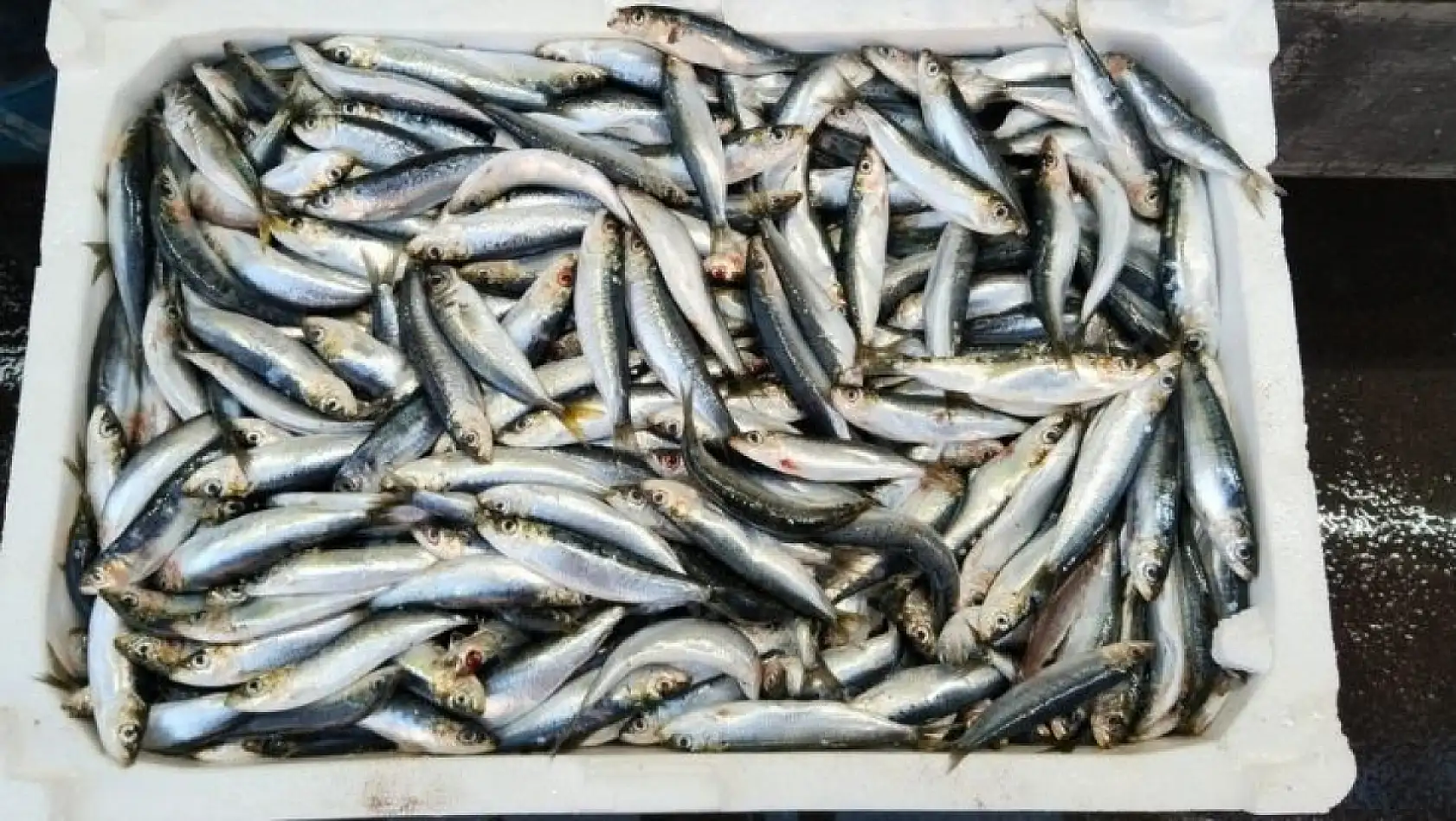 Kayseri'de balıkçılar umutlu: Sofralar bu yıl hangi balıkla dolacak?