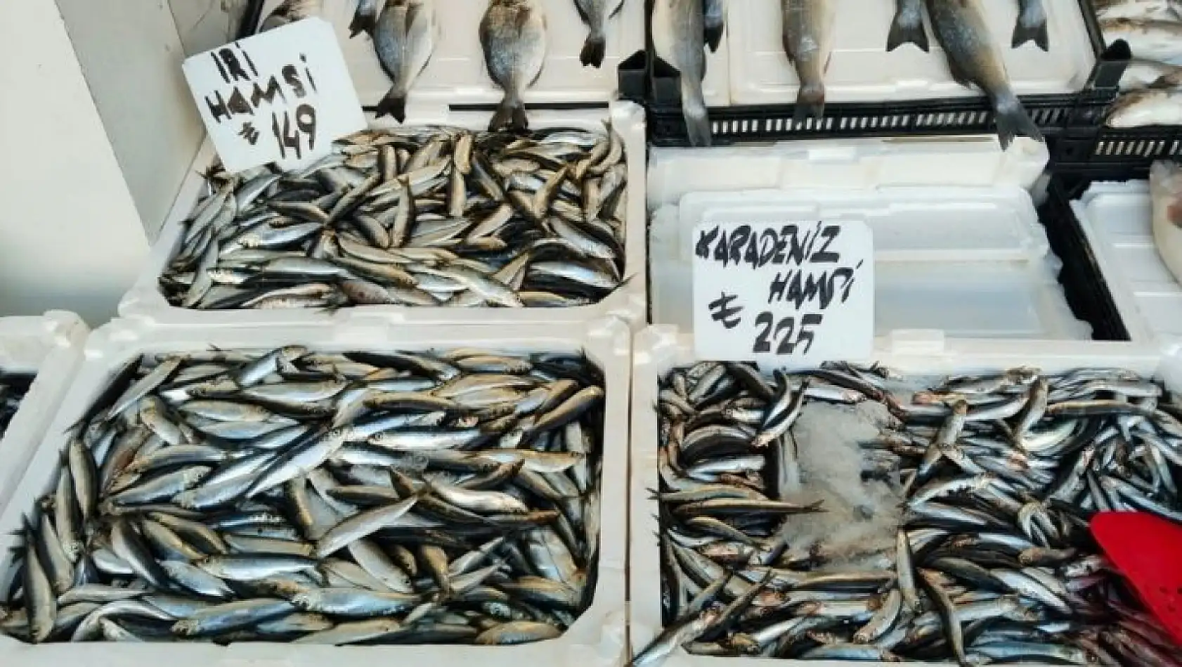 Kayseri'de balıkçılar umutlu: Sofralar bu yıl hangi balıkla dolacak?