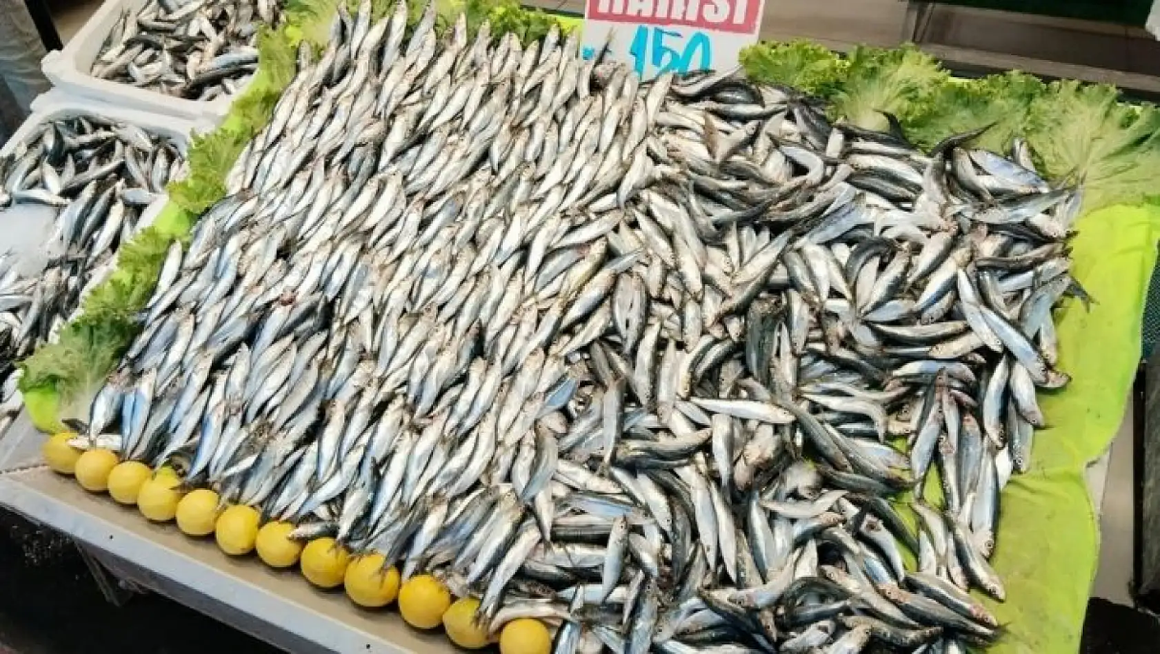 Kayseri'de balıkçılar umutlu: Sofralar bu yıl hangi balıkla dolacak?