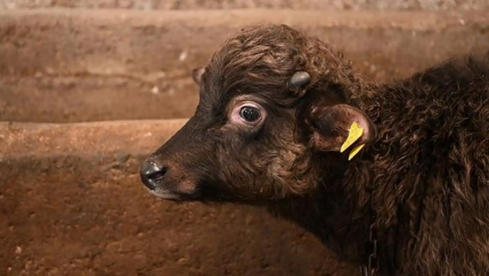 Kayserililer müjde! 74 milyon 737 bin TL destek ödemesi hesaplarda