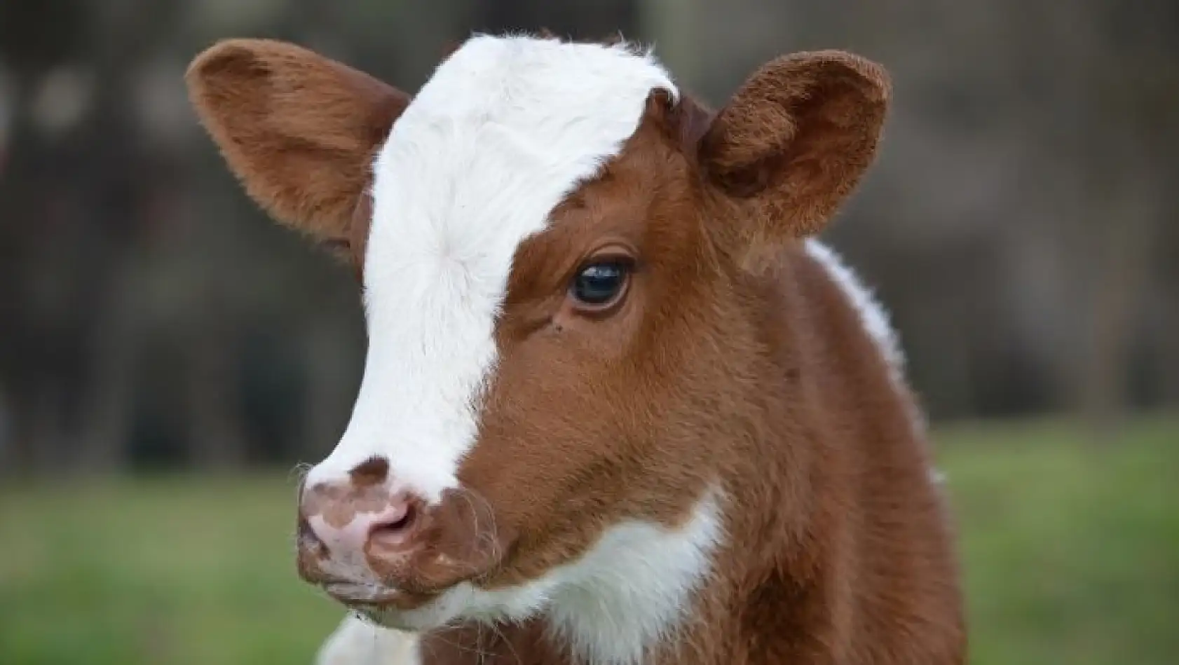 Kayserililer müjde! 74 milyon 737 bin TL destek ödemesi hesaplarda