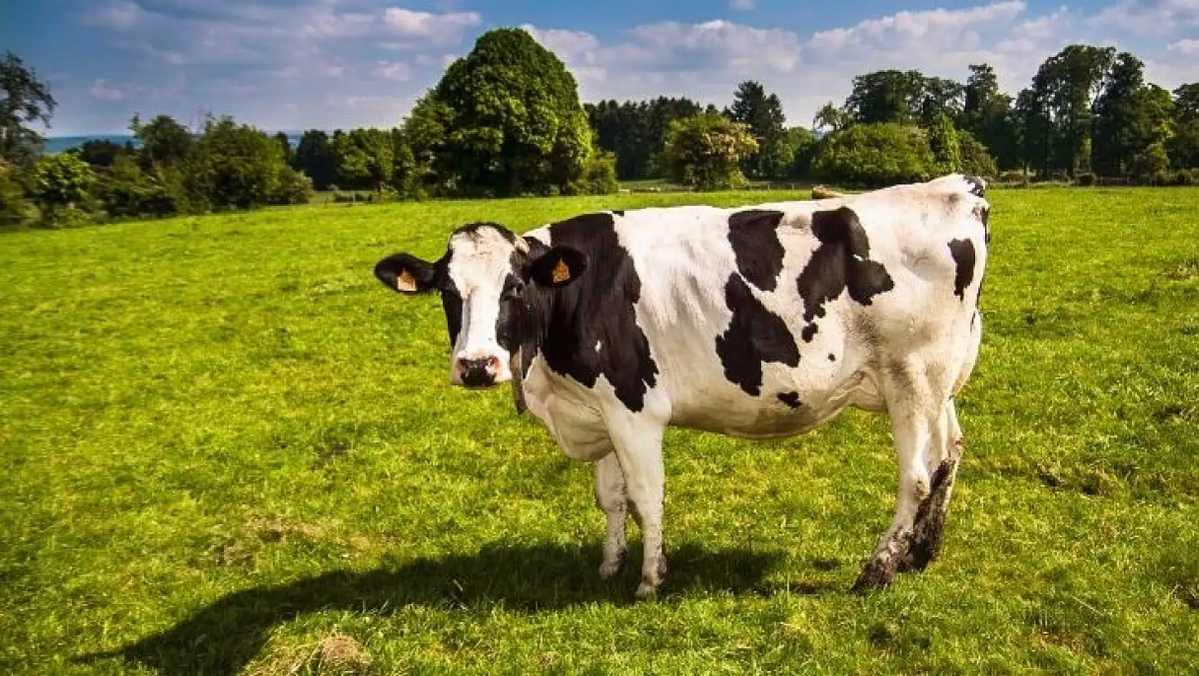 Kayserililer müjde! 74 milyon 737 bin TL destek ödemesi hesaplarda