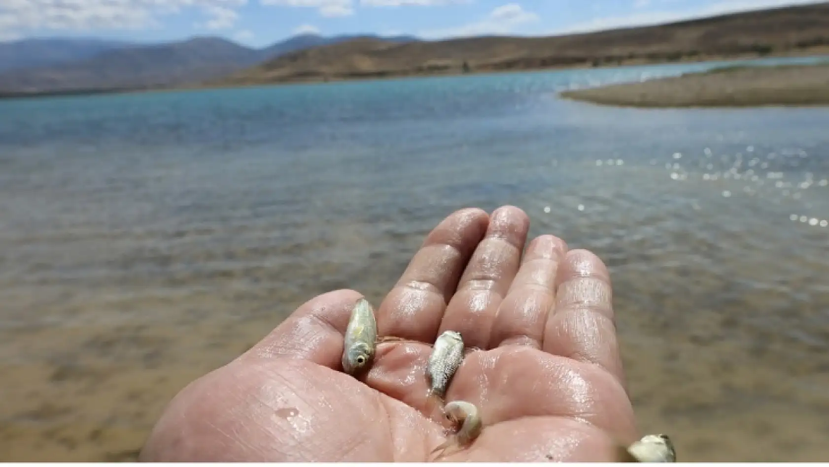 Kayseri'de örnek proje: Binlerce balık aynı anda barajla buluştu!