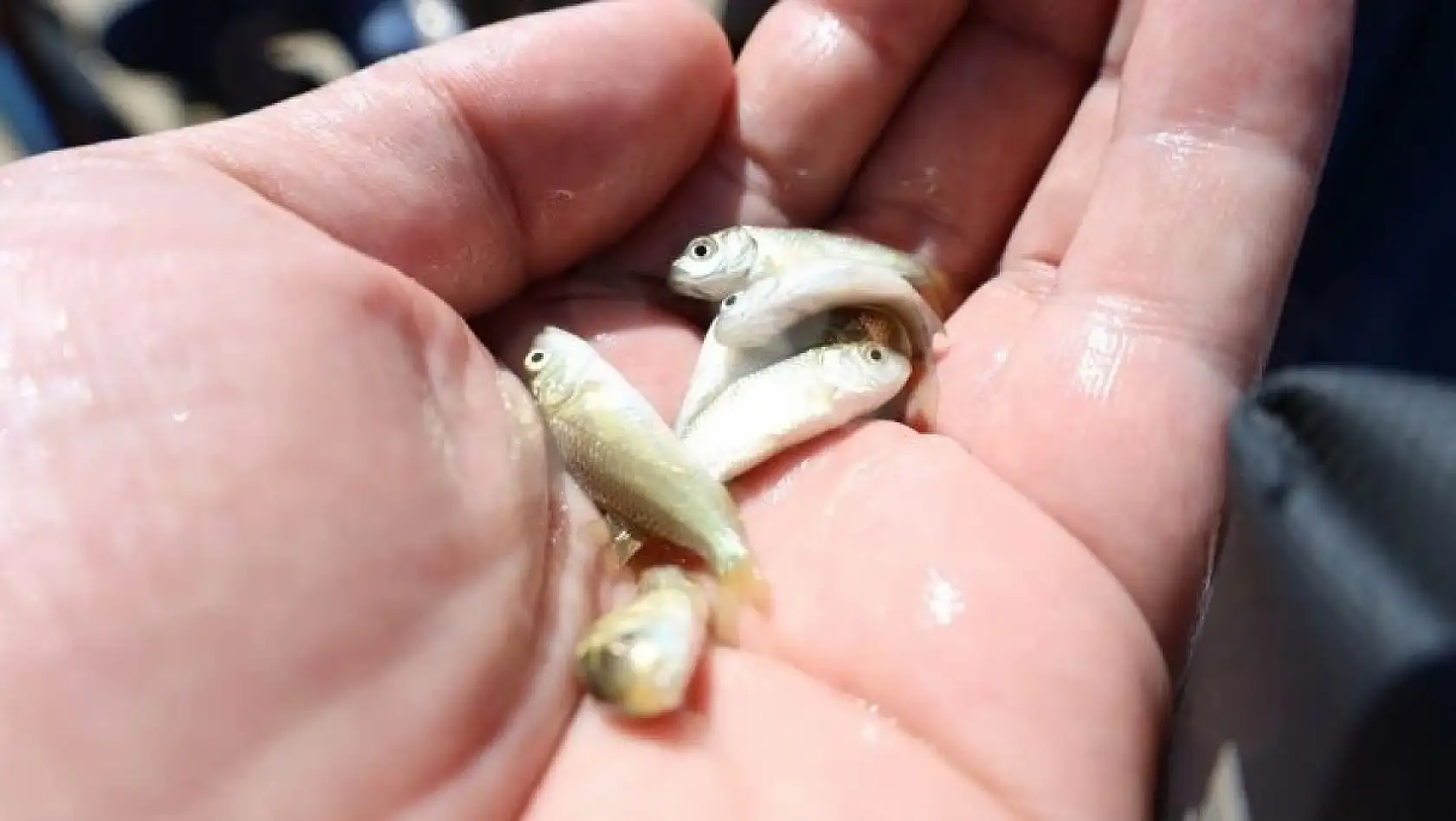 Kayseri'de örnek proje: Binlerce balık aynı anda barajla buluştu!