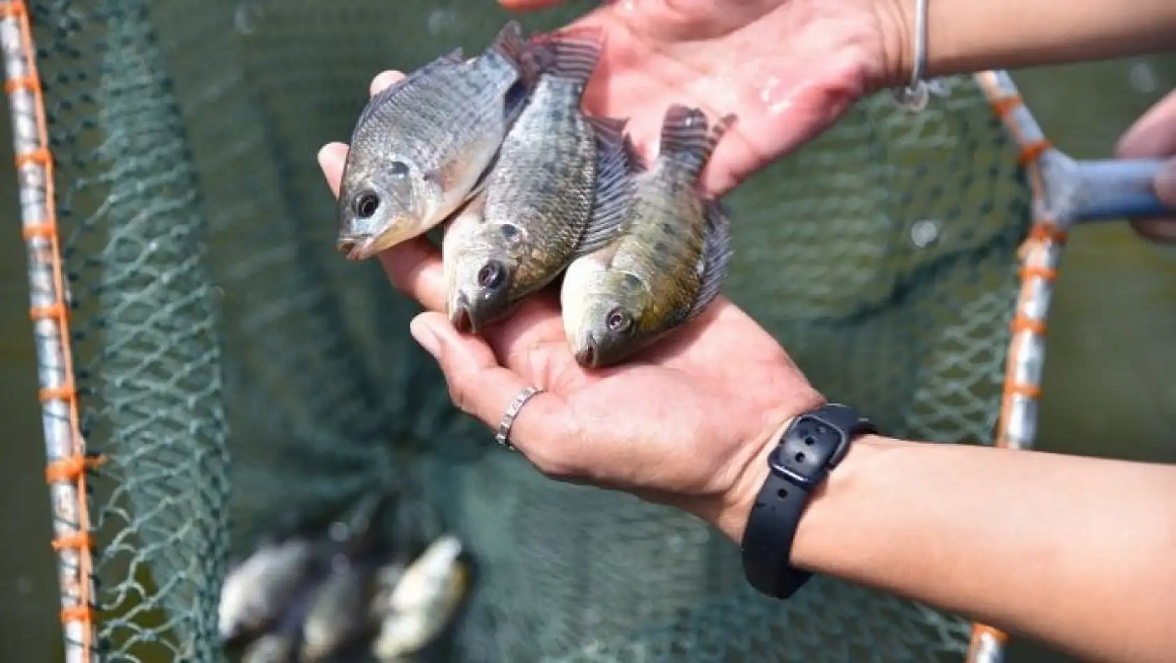 Kayseri'de örnek proje: Binlerce balık aynı anda barajla buluştu!
