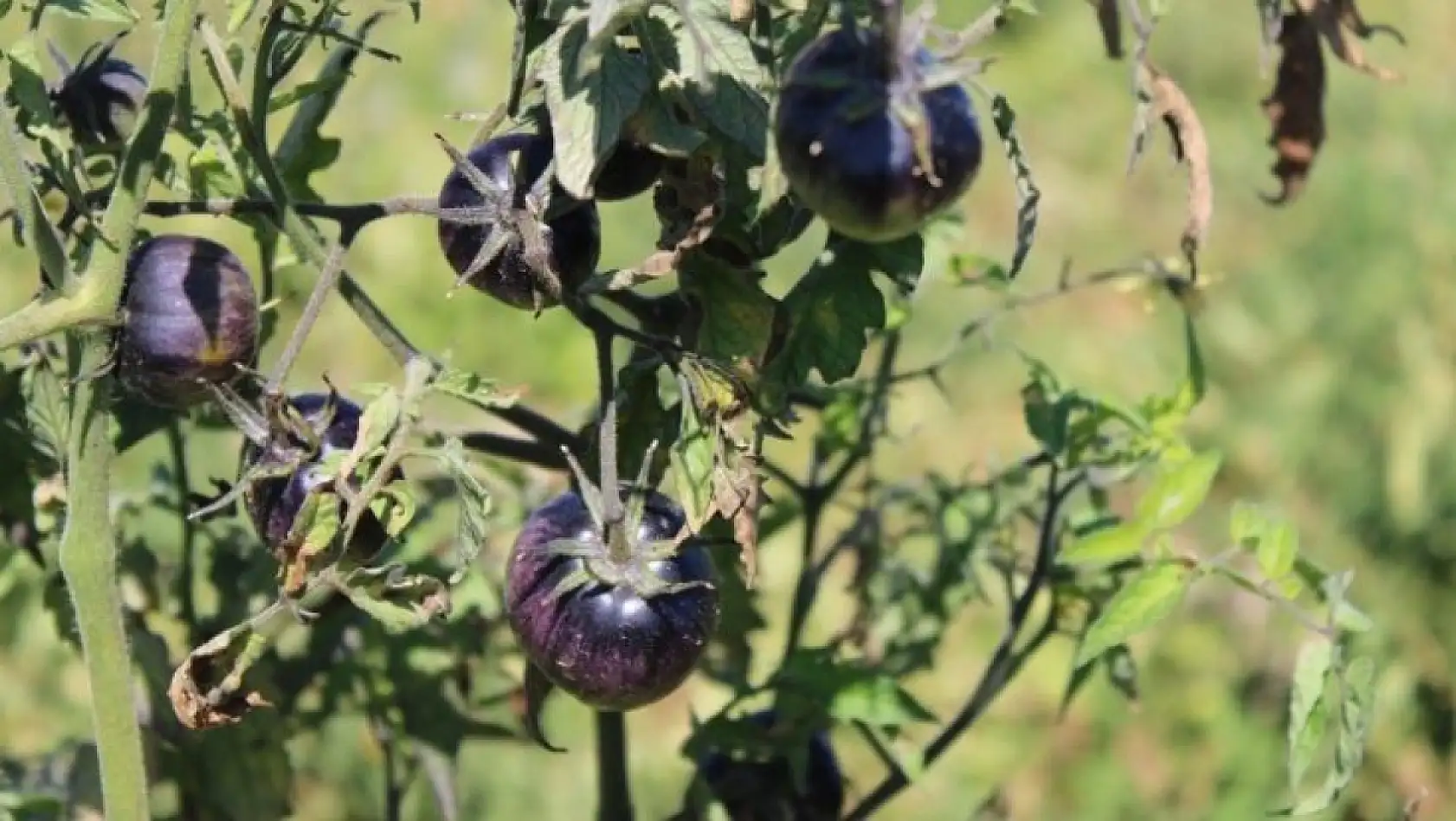 Kayseri'de kadın eliyle tarımda devrim! 77 çeşit ürün tek bahçede yetişti