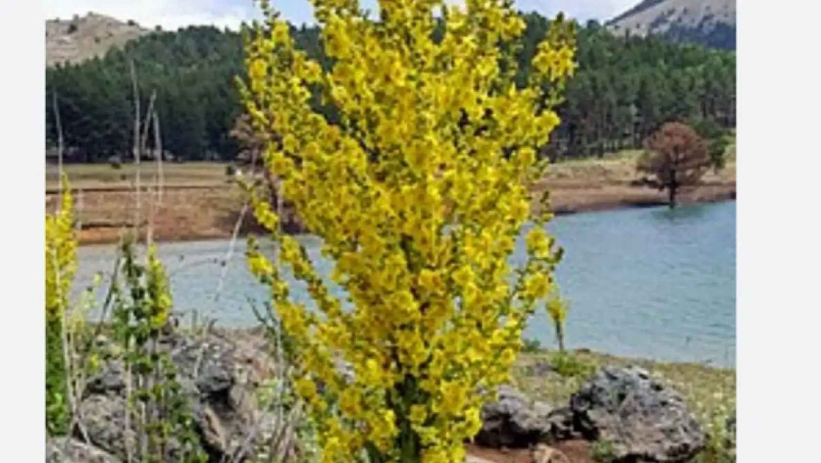 Kayseri'de yıllardır yanından geçtiğimiz sır ortaya çıktı!