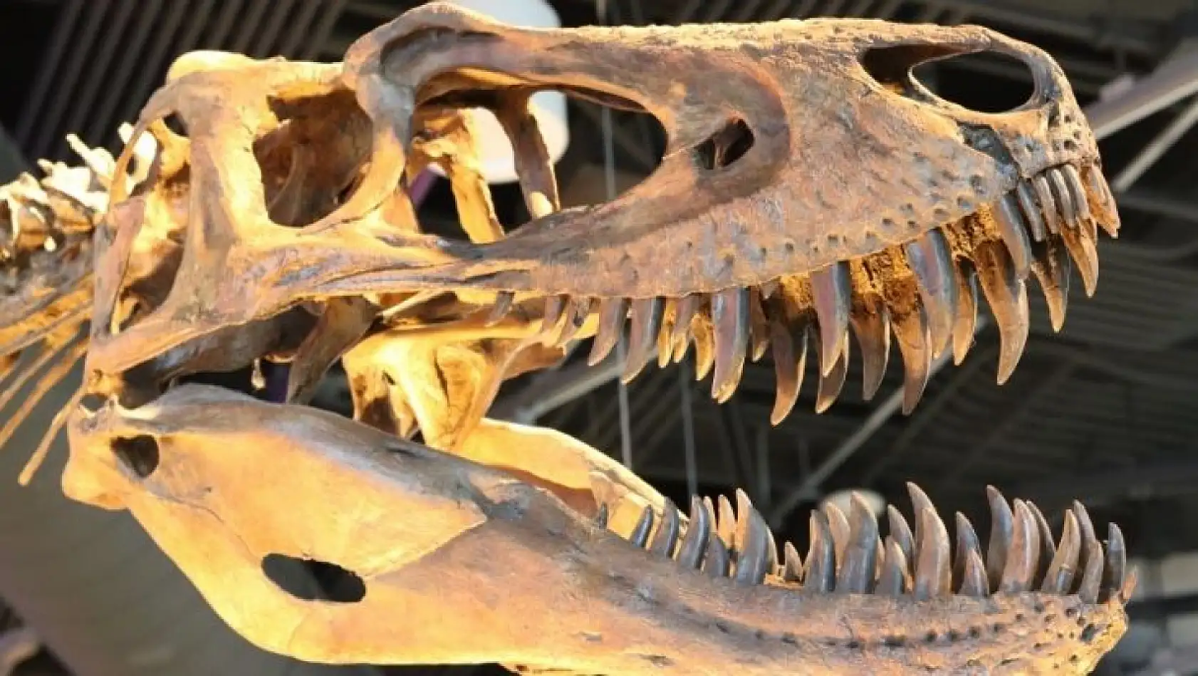 Kayseri, 7,5 milyon yıllık fosillerle dünya sahnesine çıkıyor!