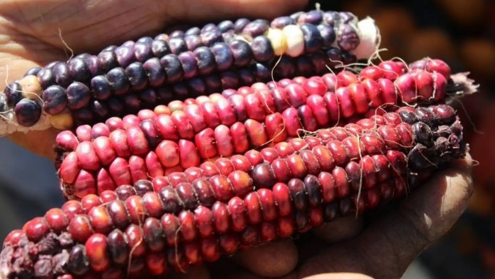 Kayseri'de kadın eliyle tarımda devrim! 77 çeşit ürün tek bahçede yetişti