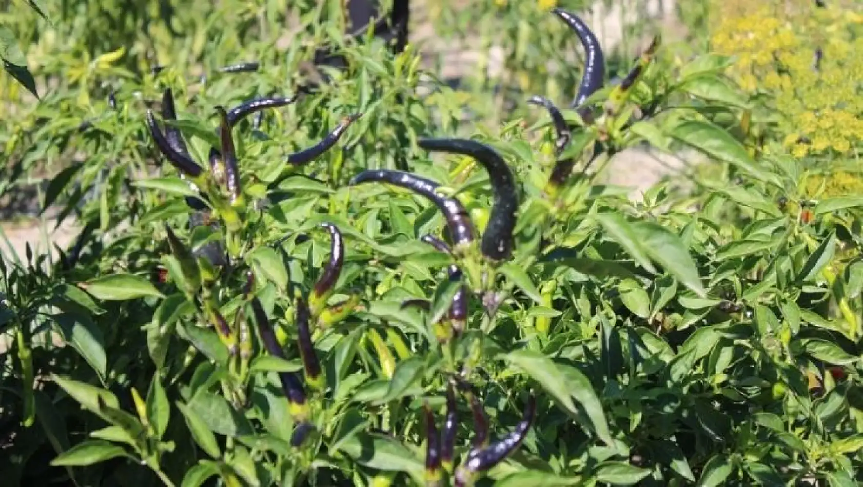 Kayseri'de kadın eliyle tarımda devrim! 77 çeşit ürün tek bahçede yetişti