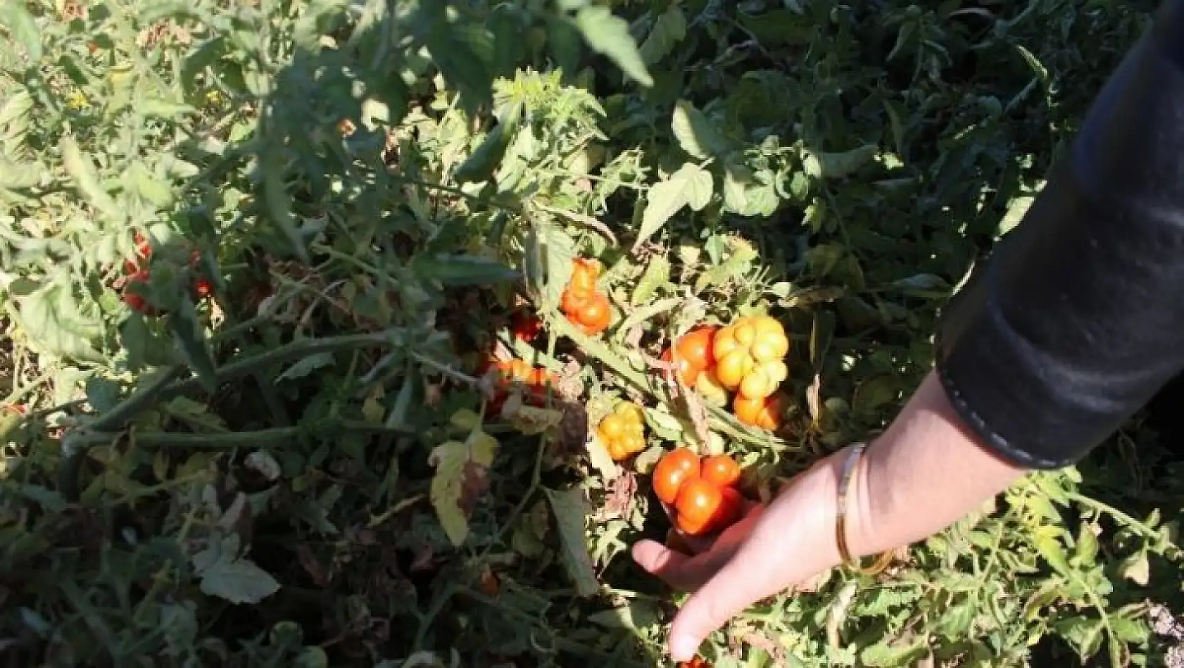 Kayseri'de kadın eliyle tarımda devrim! 77 çeşit ürün tek bahçede yetişti