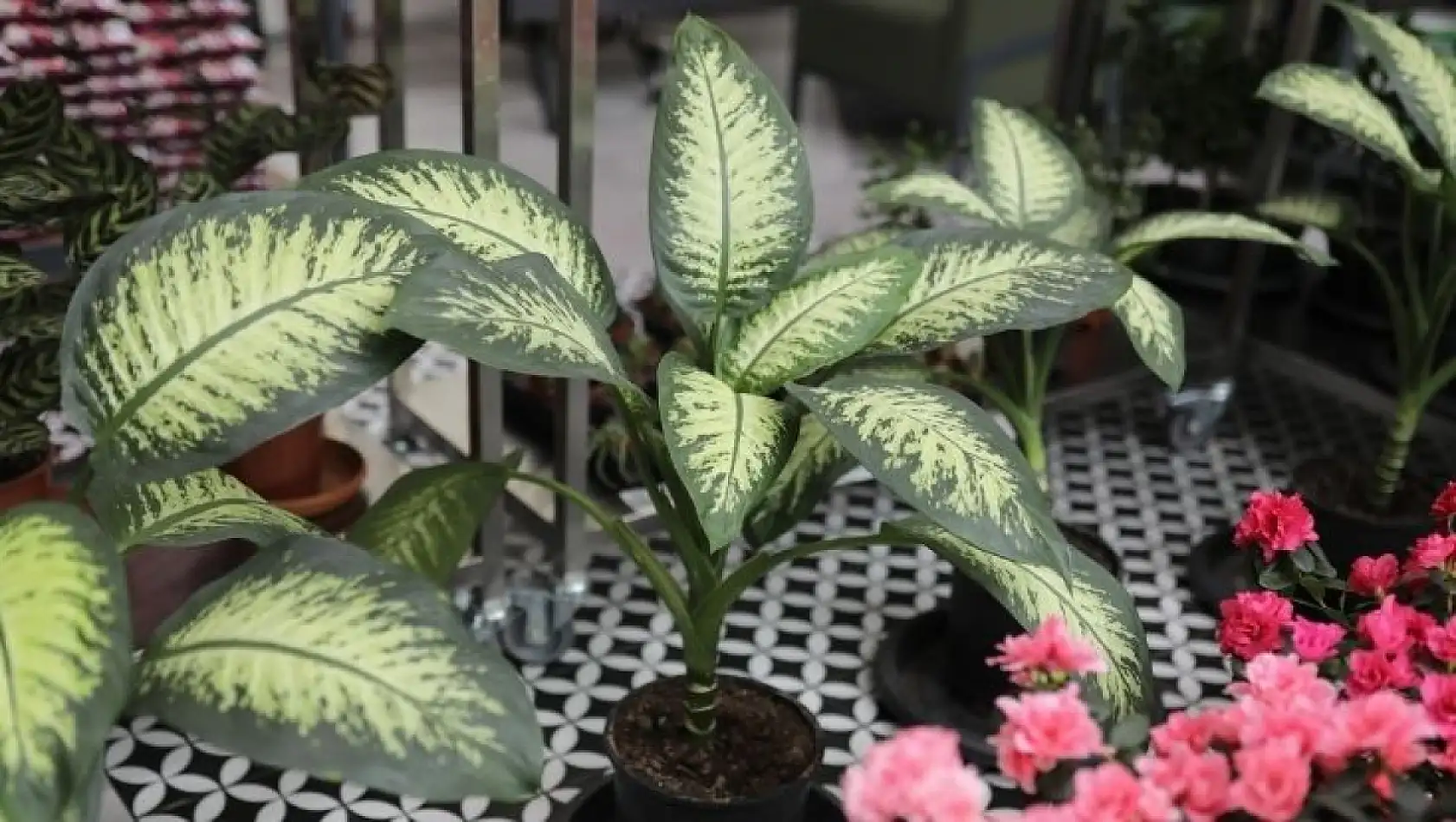 Ankara'da açılan yeni merkez herkesi şaşırttı… Kayseri'ye de kurulur mu?