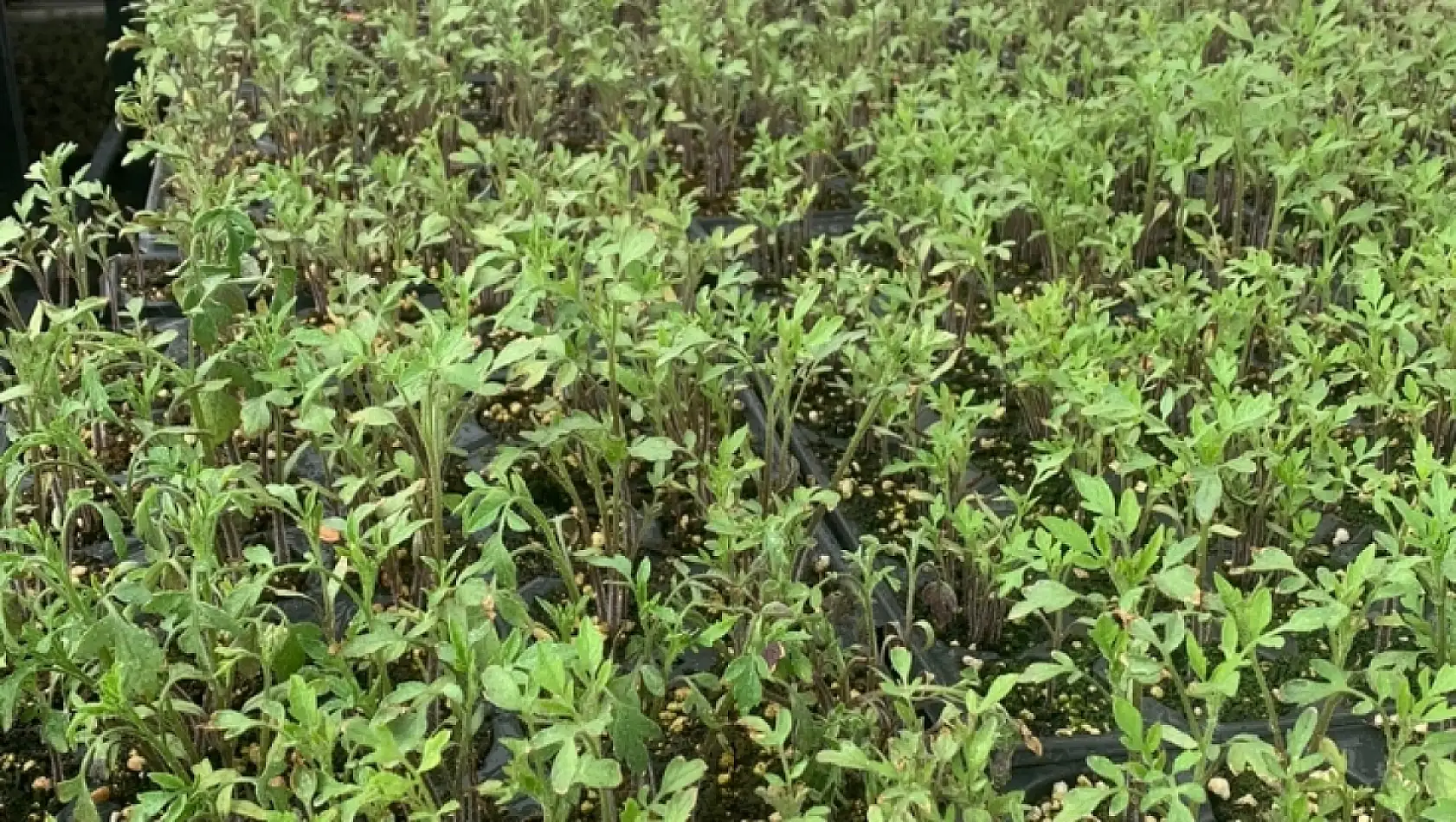 Kayseri ata tohumuyla köklerine dönüyor!