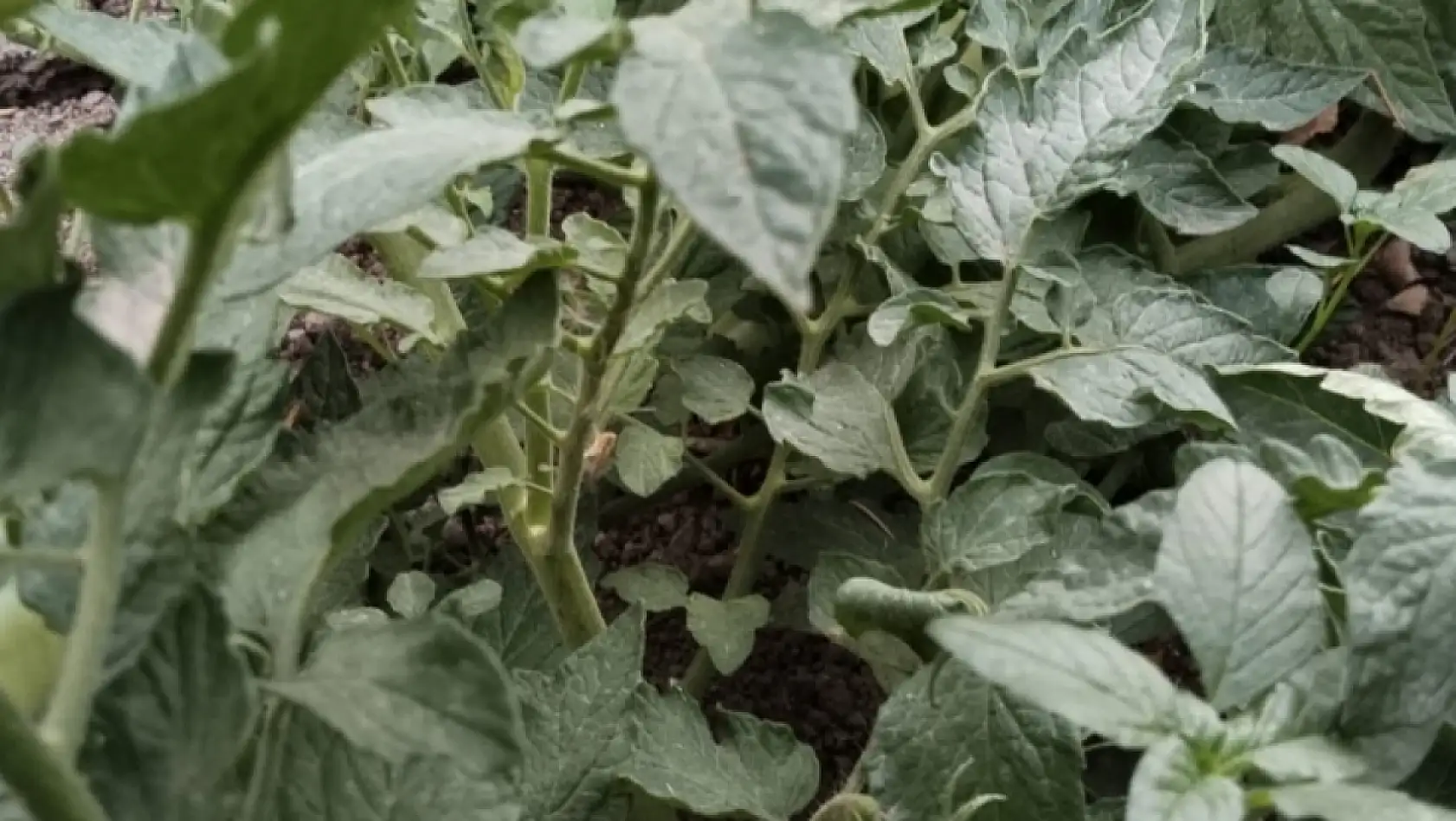 Kayseri ata tohumuyla köklerine dönüyor!