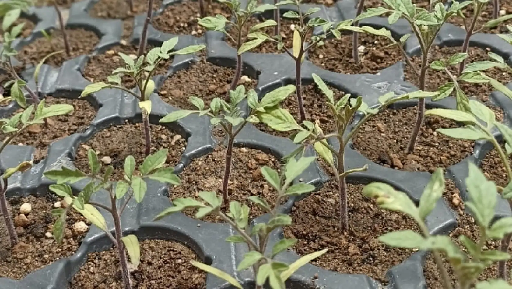 Kayseri ata tohumuyla köklerine dönüyor!