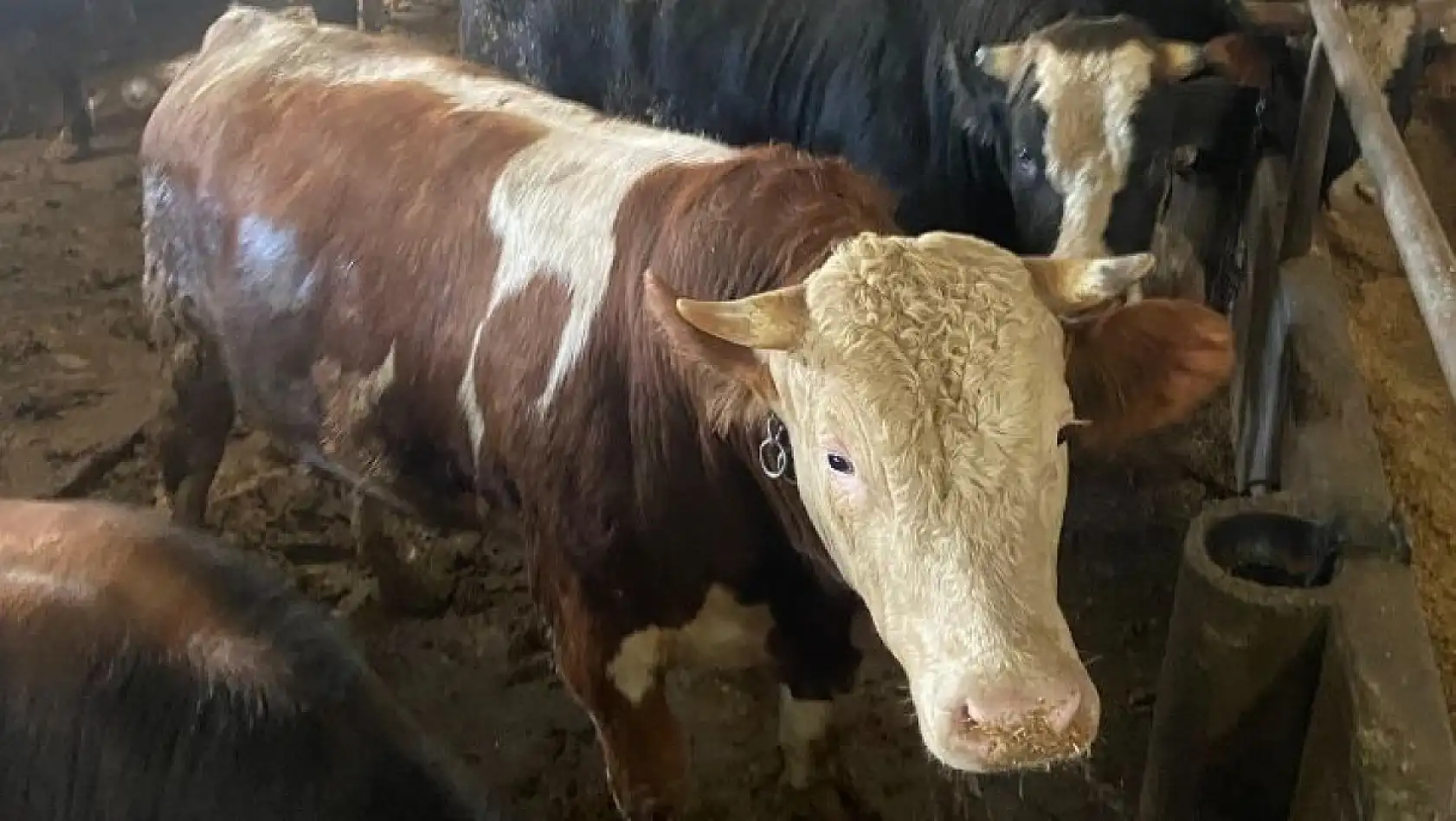 Kayseri'de kurbanlık alacaklar dikkat! Sağlıklı hayvan böyle anlaşılır… İşte detaylar