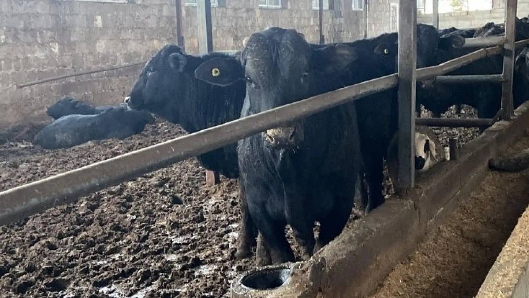 Kayseri'de kurbanlık alacaklar dikkat! Sağlıklı hayvan böyle anlaşılır… İşte detaylar