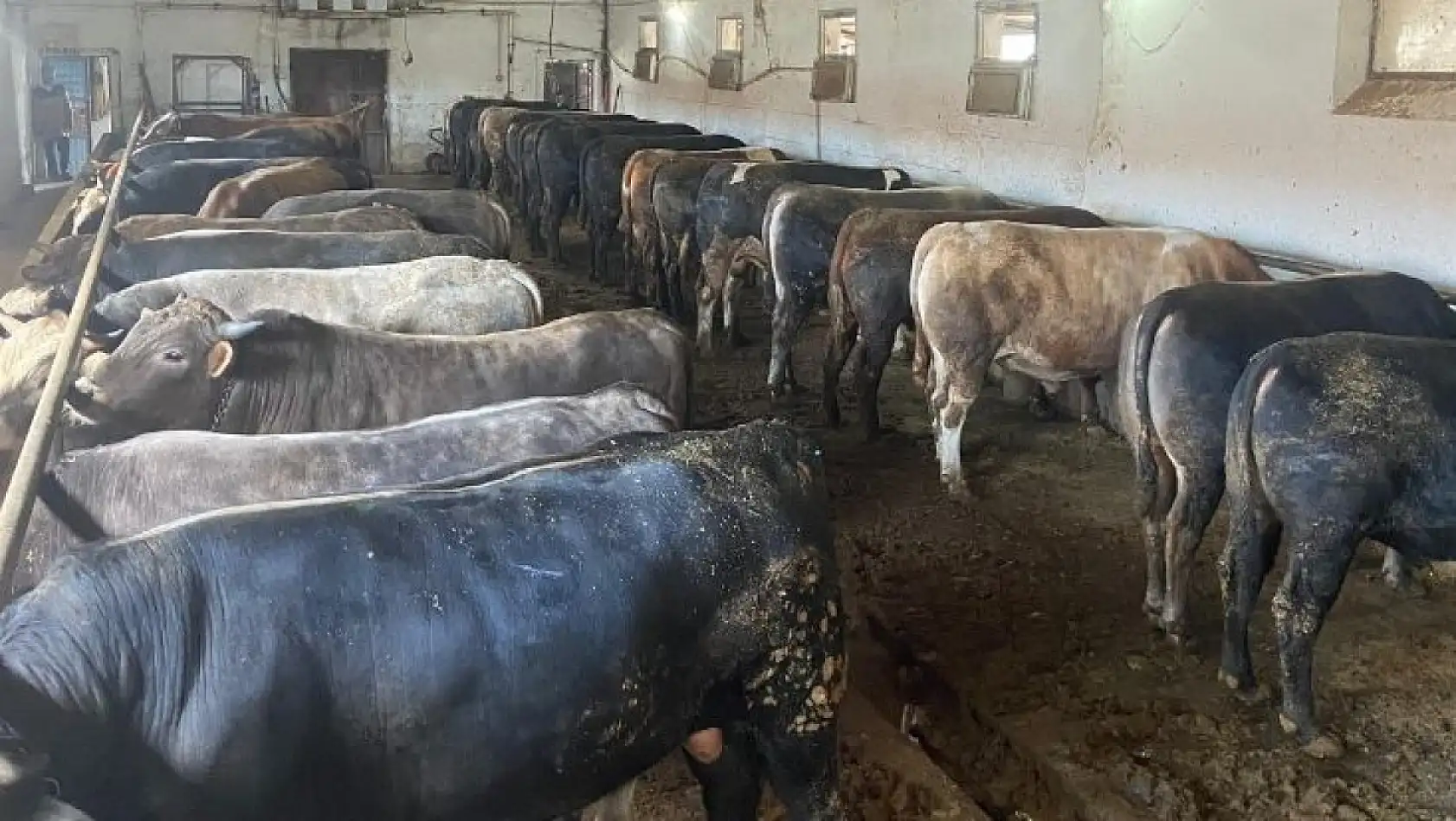 Kayseri'de kurbanlık alacaklar dikkat! Sağlıklı hayvan böyle anlaşılır… İşte detaylar