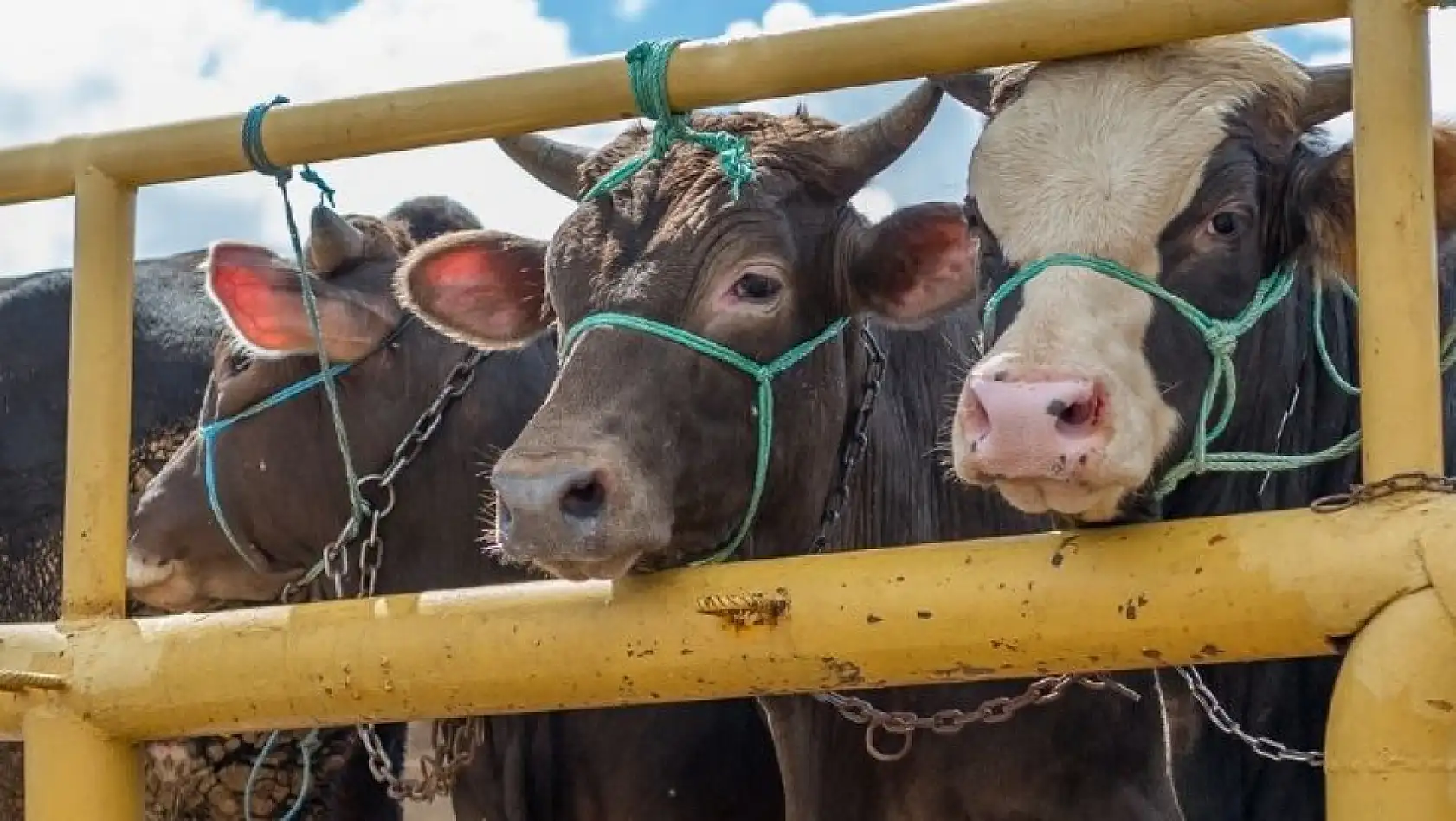 Kayseri'de kurbanlık alacaklar dikkat! Sağlıklı hayvan böyle anlaşılır… İşte detaylar