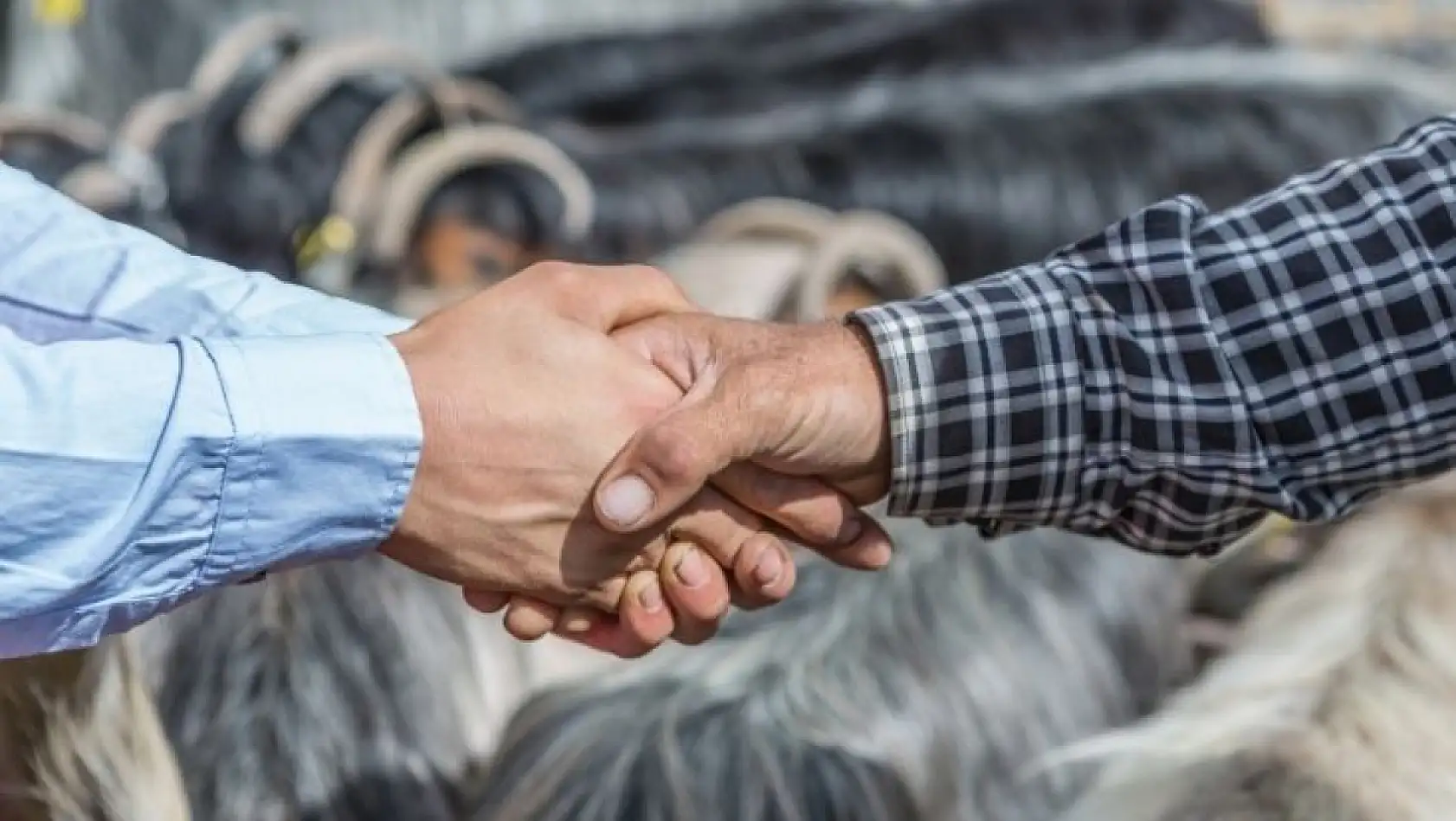 Kayseri'de kurbanlık alacaklar dikkat! Sağlıklı hayvan böyle anlaşılır… İşte detaylar