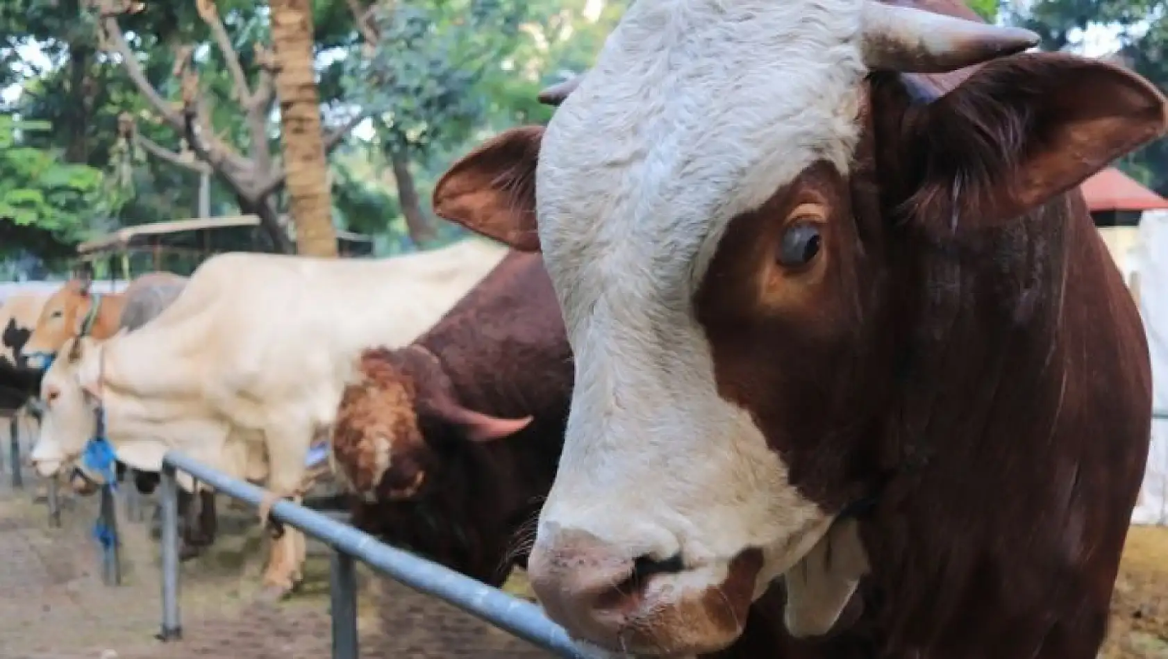 Kayseri'de kurbanlık alacaklar dikkat! Sağlıklı hayvan böyle anlaşılır… İşte detaylar