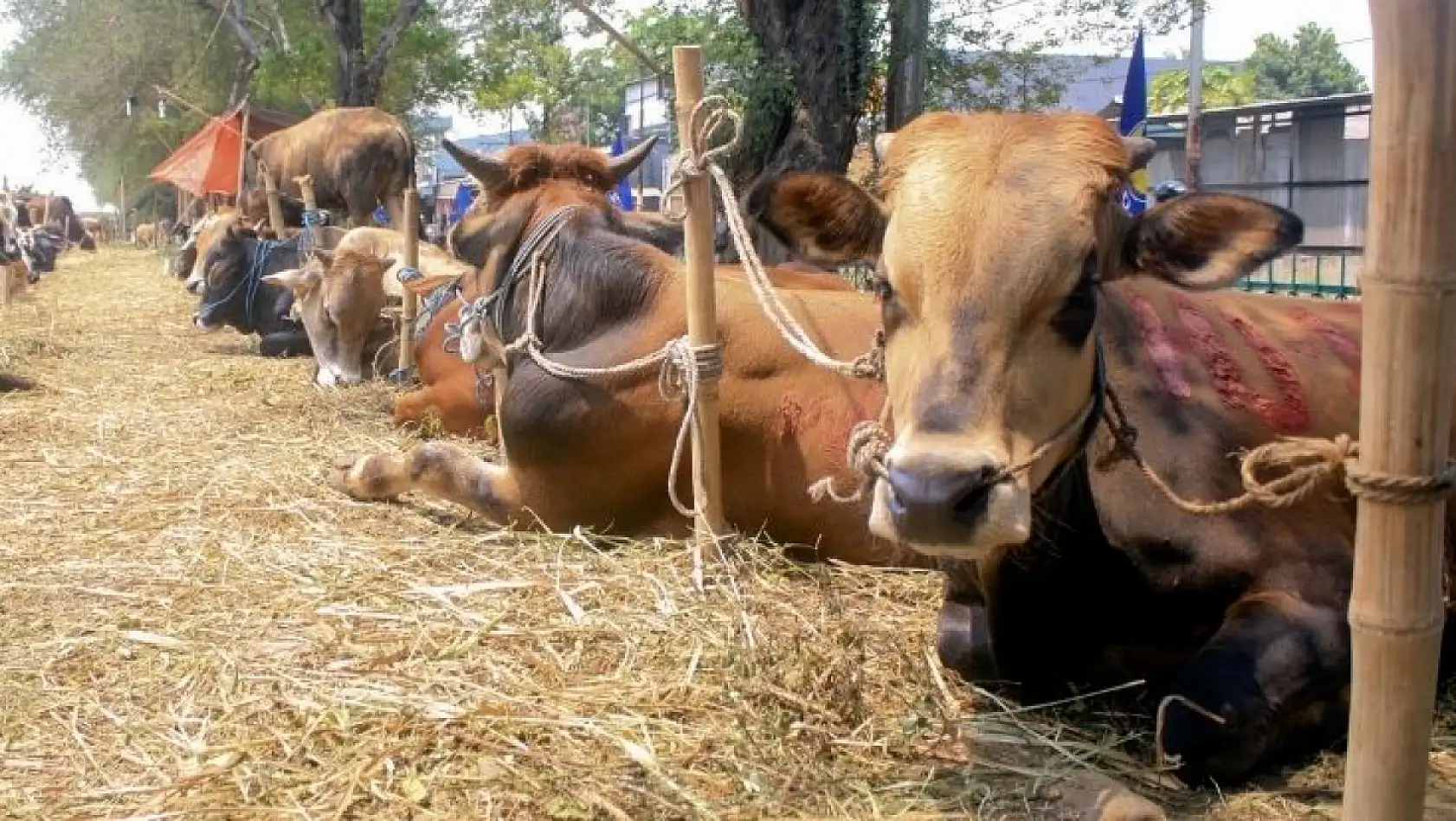 Kayseri'de kurbanlık alacaklar dikkat! Sağlıklı hayvan böyle anlaşılır… İşte detaylar