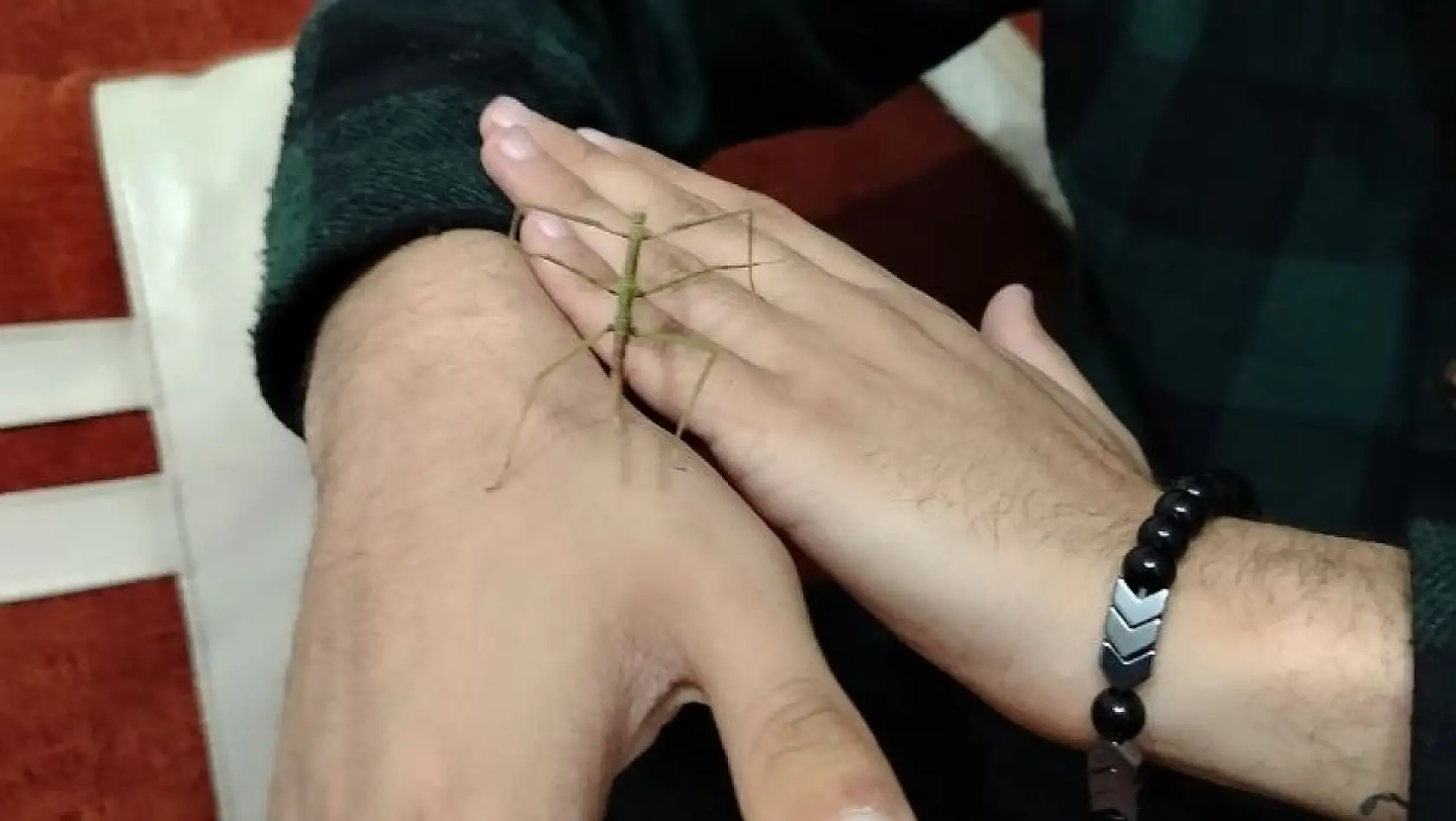 Türkiye'de sadece iki kişide var, biri Kayseri'de... Egzotik canlının sahibiyle özel röportaj!